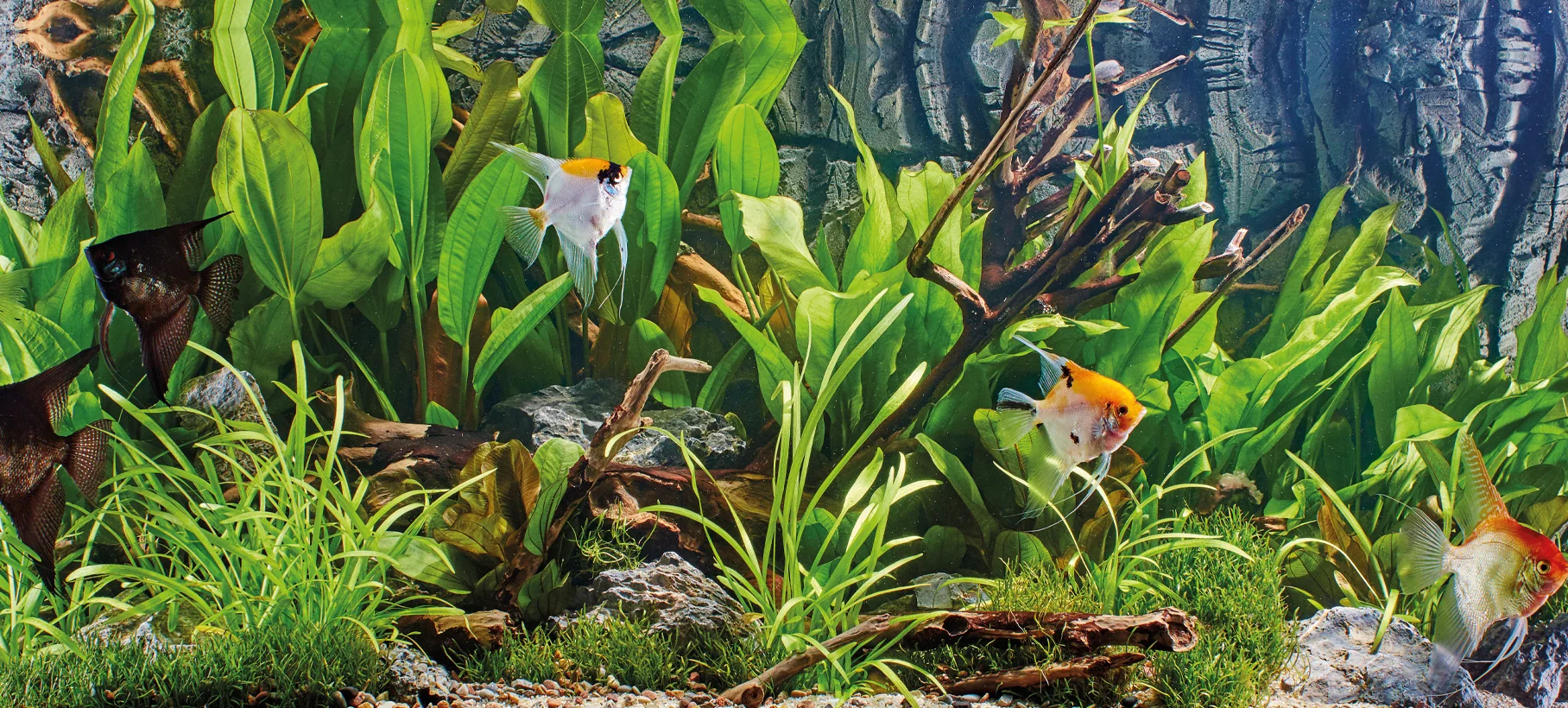 fish8.jpg