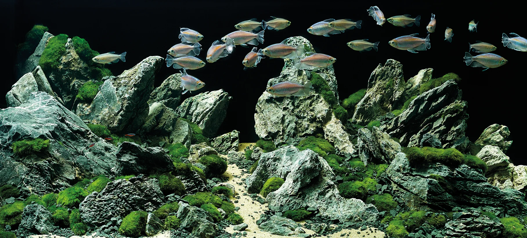 fish4.jpg