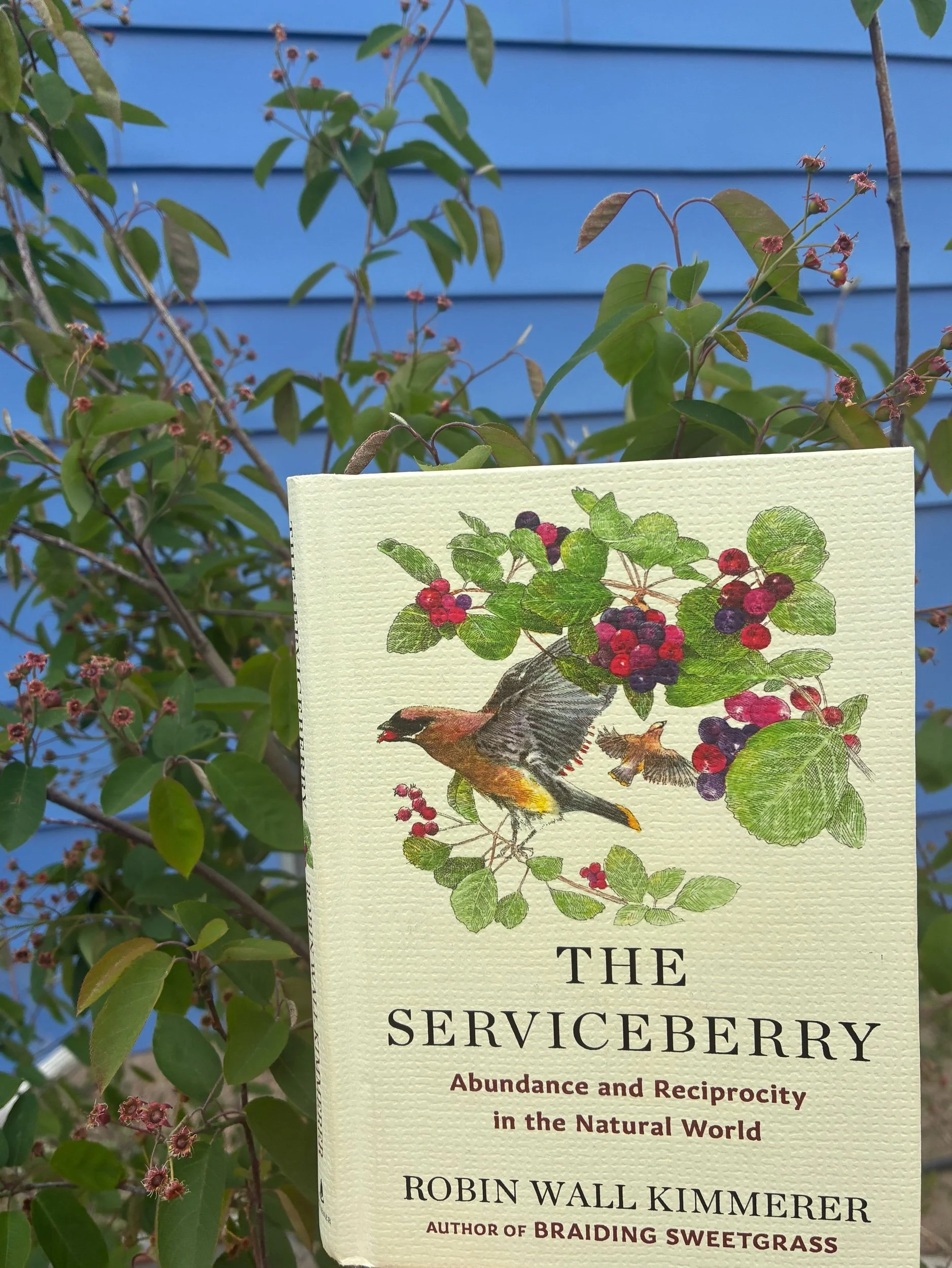 The Serviceberry