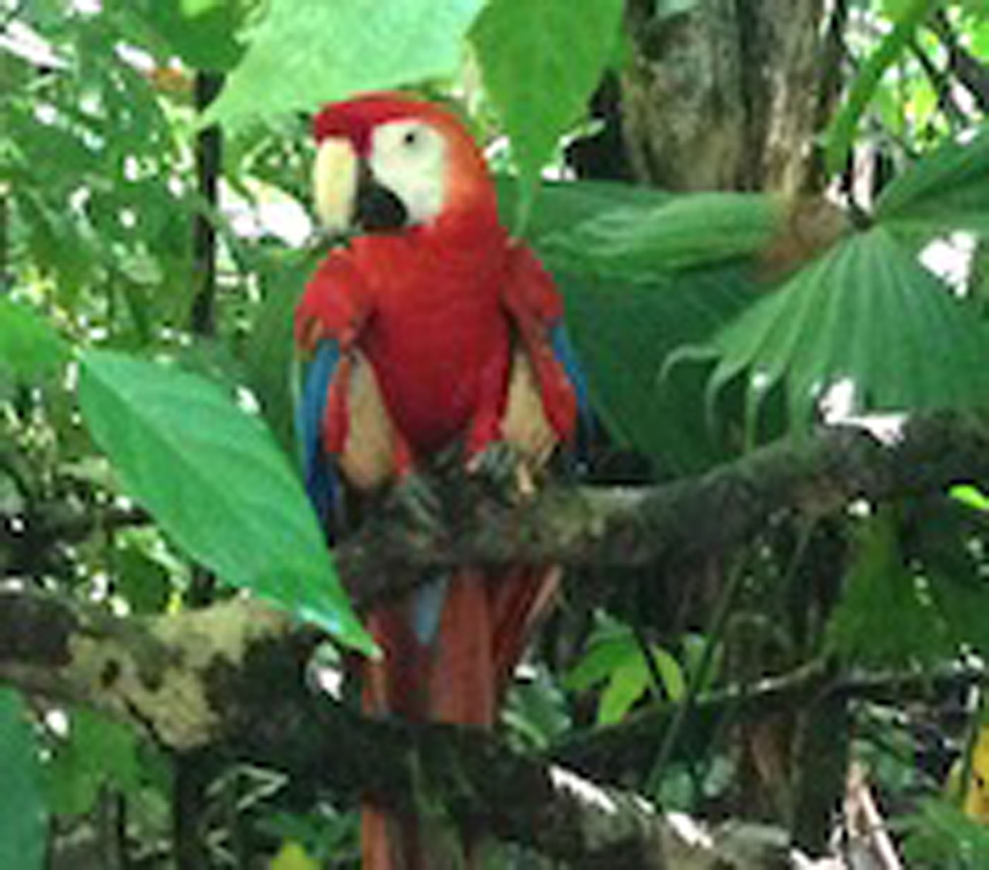 costa-rica-macaw.jpg
