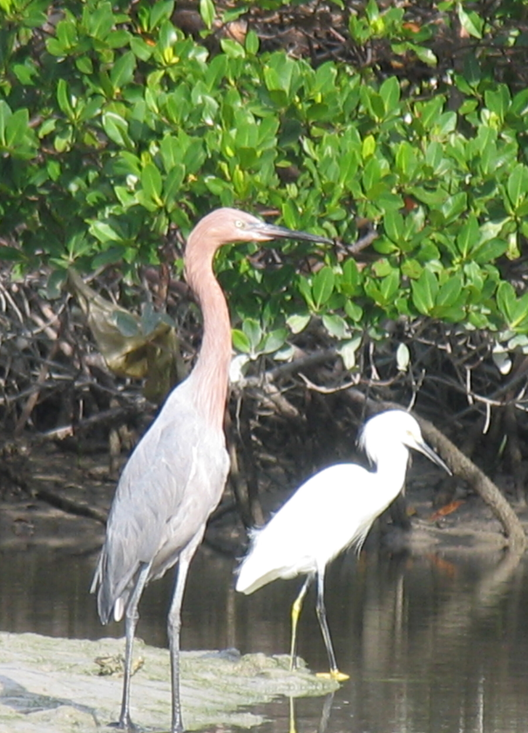 Little Blue heron & snowy egret copy.jpg