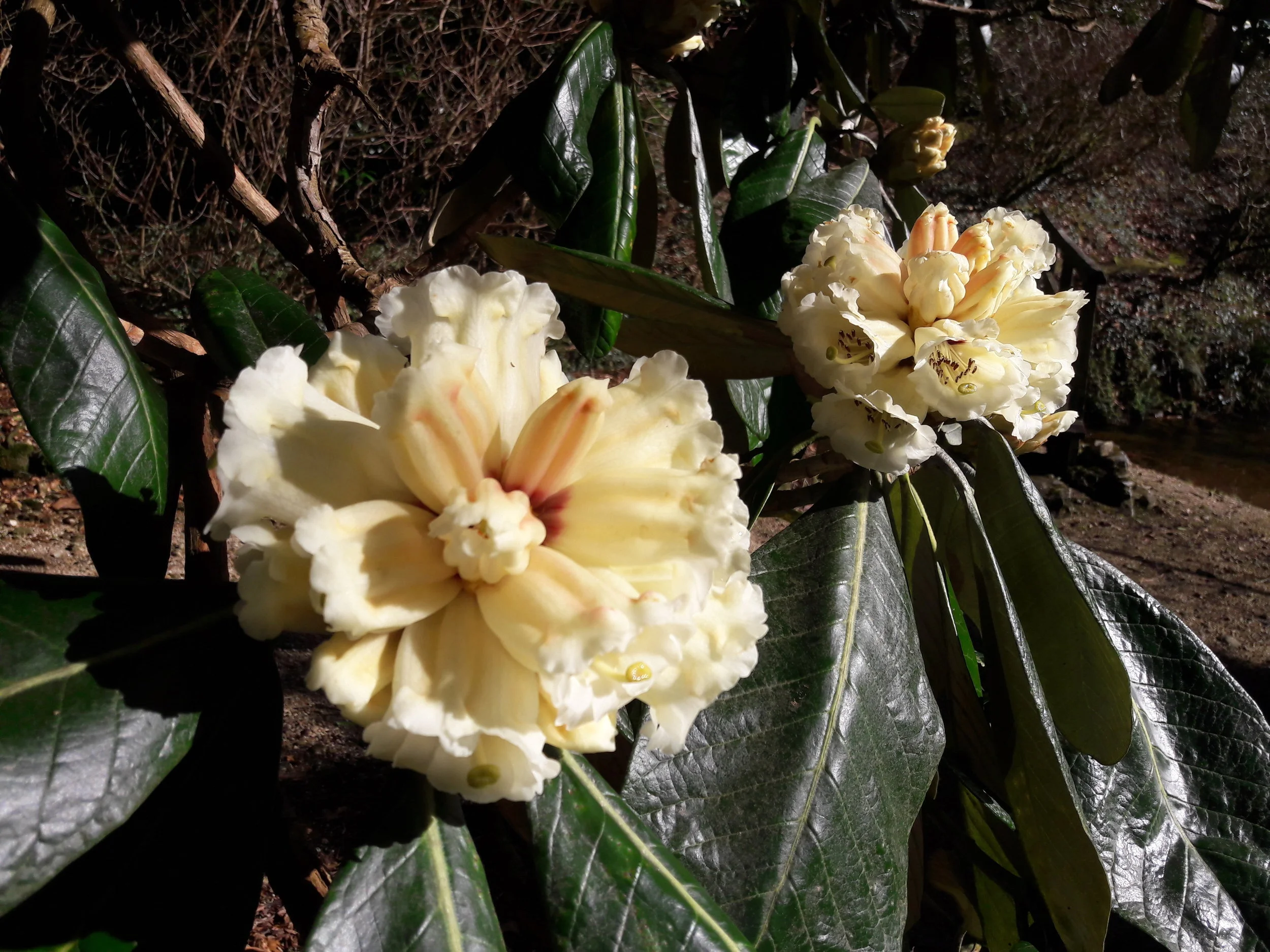 20190307_142929.jpg