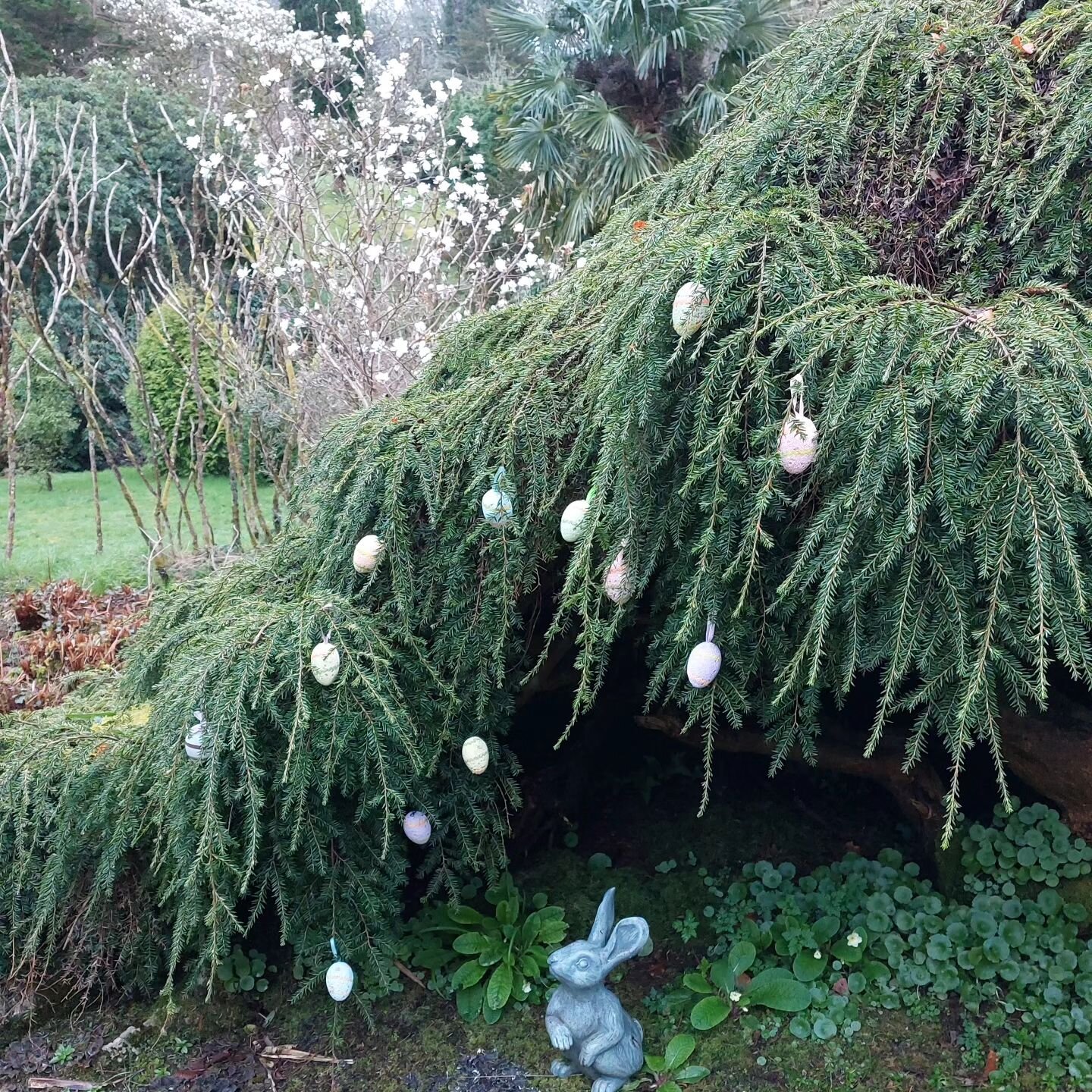 Happy Easter! Come and enjoy Lukesland Gardens today, Easter Day, and tomorrow Easter Monday 11- 5pm. Full details at www.lukesland.co.uk 

#devongardens #devon #devonlife #gardens #nationalgardenscheme #southhams  #dartmoor #dartmoornationalpark #he