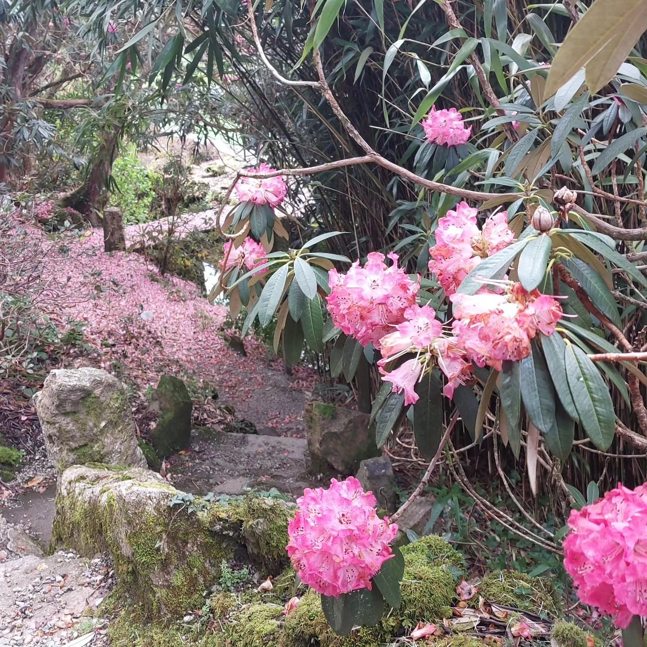 Paths carpeted with rhododendron petals - really magical! Lukesland Gardens are open 11am to 5pm on Suns, Weds and Bank Hols till 9th June. Full details at www.lukesland.co.uk