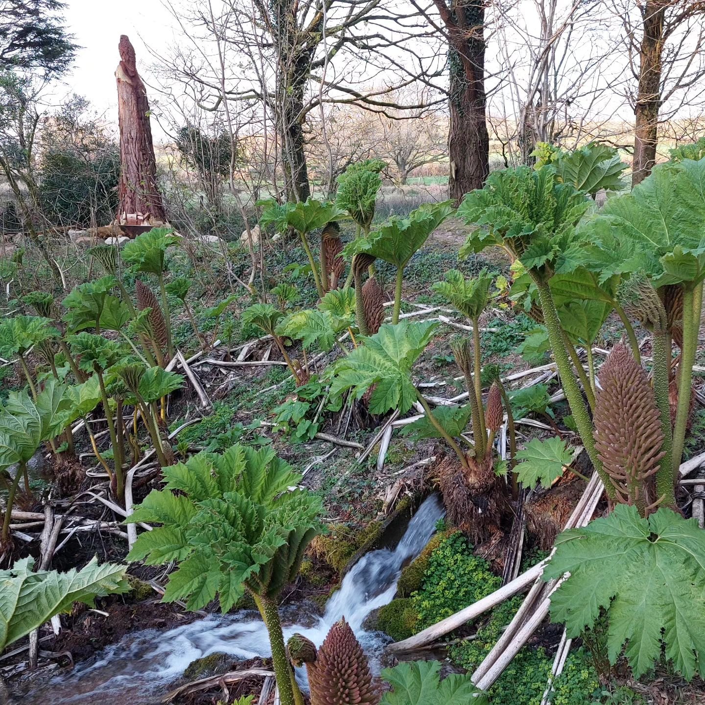 Amazing gunnera and so much water in the stream!  Come and enjoy the lushness of Lukesland on Suns, Weds and Bank Hols 11am to 5pm till 9th June. Full details at www.lukesland.co.uk