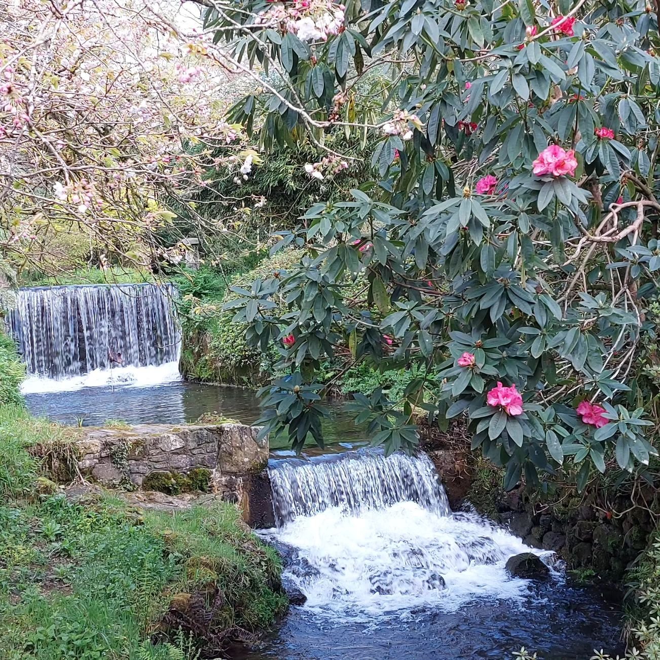 Sunshine, water, fresh new leaves and gorgeous blossom at Lukesland. Don't miss this magical time. We are open Suns, Weds and Bank Hols 11am to 5pm till 9th June. Full details at www.lukesland.co.uk 

#devongardens #devon #devonlife #gardens #nationa