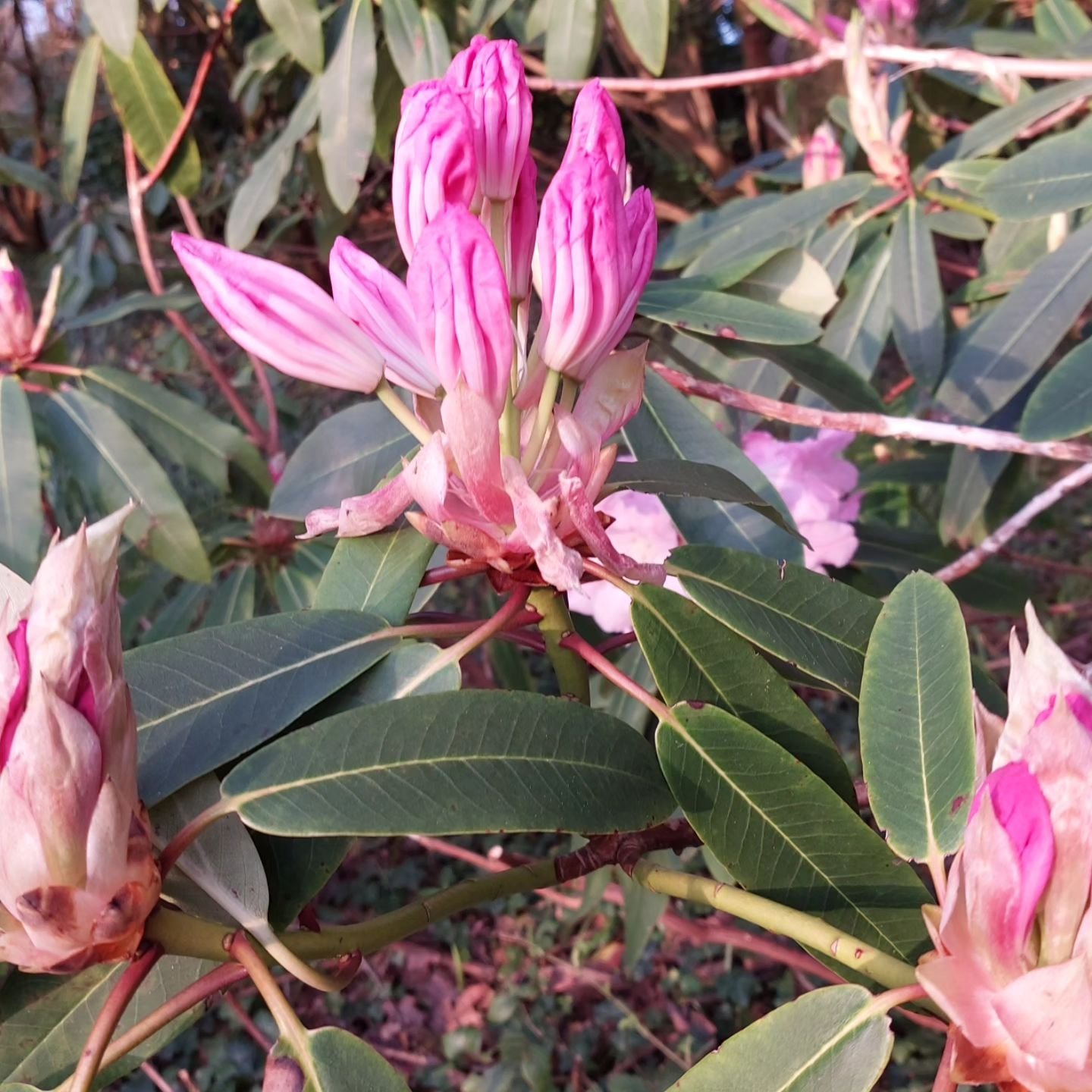 Scented Loderi rhododendrons coming into bloom in the spring sunshine. I love how the colours change as the flowers open. Lukesland is open on Suns,  Weds and Bank Hols 11am - 5pm till 9th June. Full details at www.lukesland.co.uk 

#devongardens #de