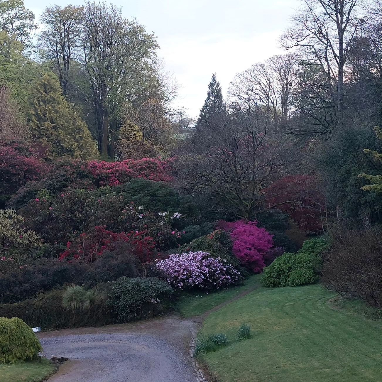 Beautiful colour in all directions from the house when I woke up on this fine May morning. Lukesland is open on Suns,  Weds and Bank Hols 11am to 5pm till 9th June. Full details at www.lukesland.co.uk 

#devongardens #devon #devonlife #gardens #natio