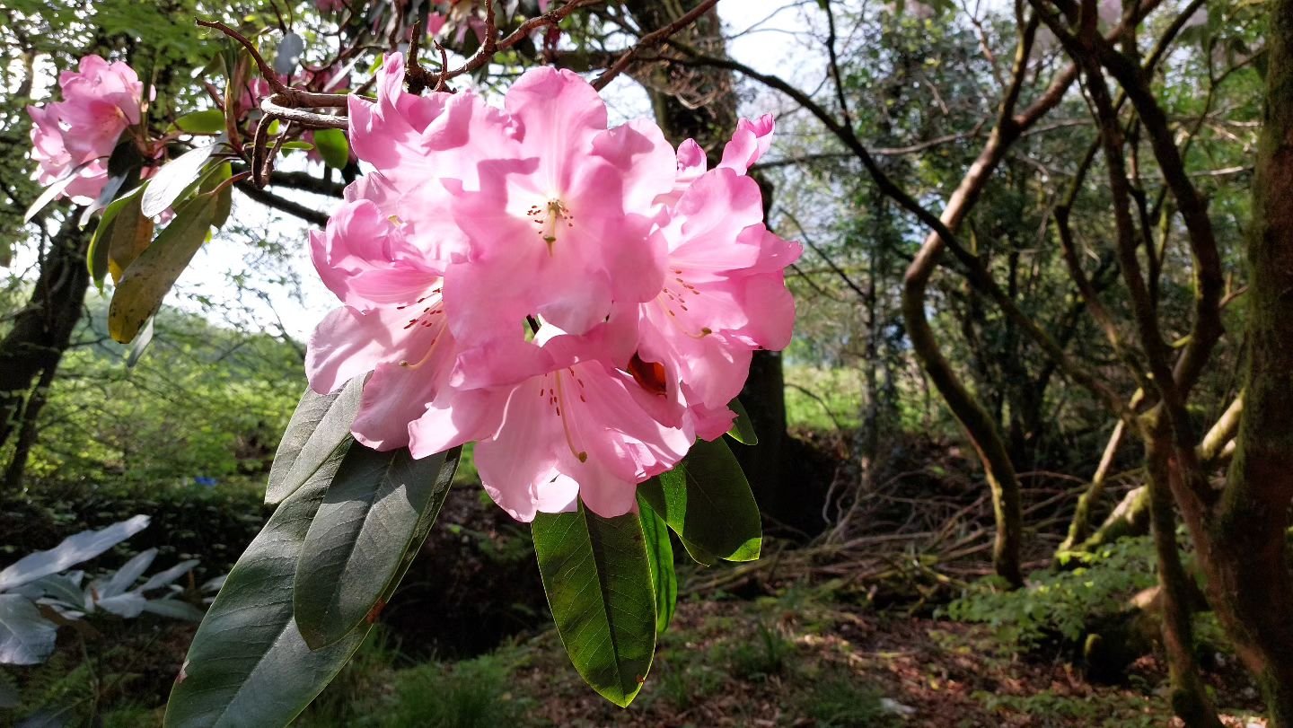Loderi rhododendrons are having a wonderful flowering at Lukesland this year. And they smell as beautiful as they look! Lukesland is open on Suns,  Weds and Bank Hols 11am to 5pm till 9th June. Full details at www.lukesland.co.uk 

#devongardens #dev