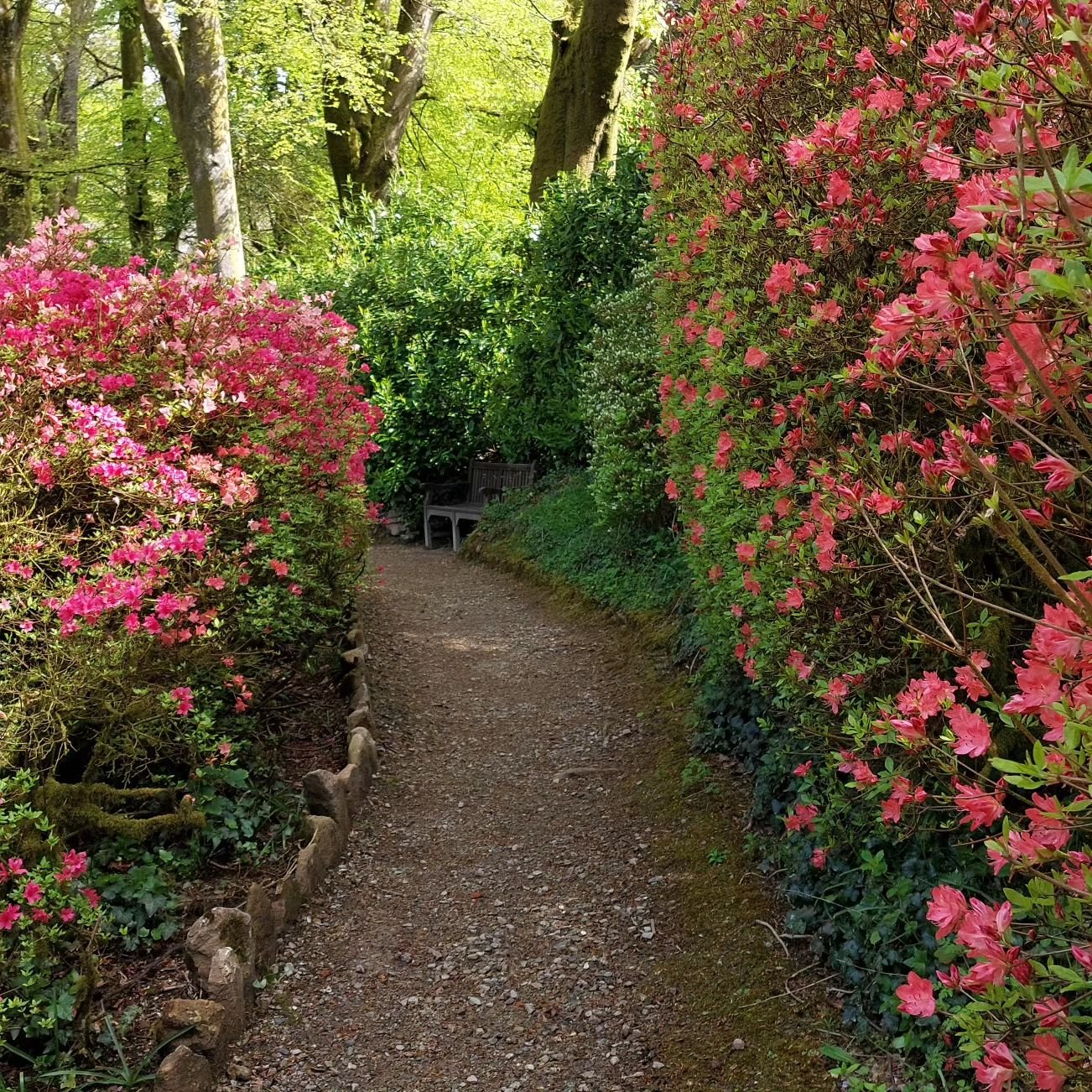 Wrap-around colour and perfume this morning at Lukesland. Absolutely gorgeous.Full details at www.lukesland.co.uk