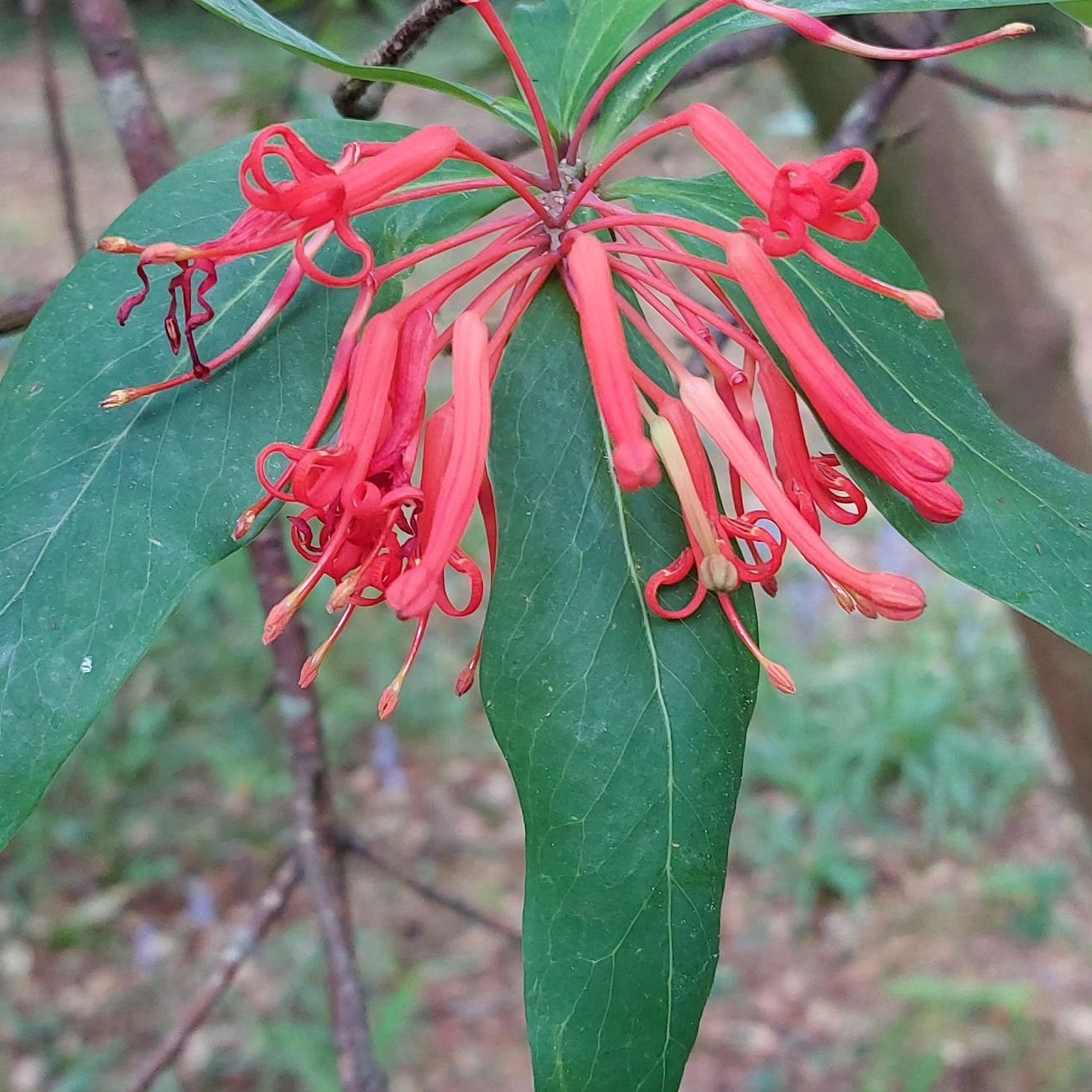 This is the flower of our Embothrium coccineum or Chilean firetree, which I think is what people were asking me about in the tea room yesterday. Sorry I looked so blank- I couldn't work out which part of the gardenwe were talking about! Anyway, it's 