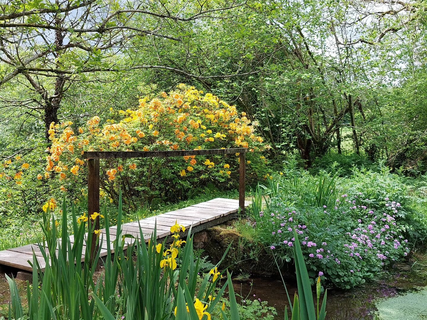 Flag irises, cuckoo flowers and scented azaleas by the top pond at Lukesland. Come and wander....
Lukesland is open Suns,  Weds and Bank Hols 11am to 5pm till 9th June.  Full details at www.lukesland.co.uk 

#devongardens #devon #devonlife #gardens #