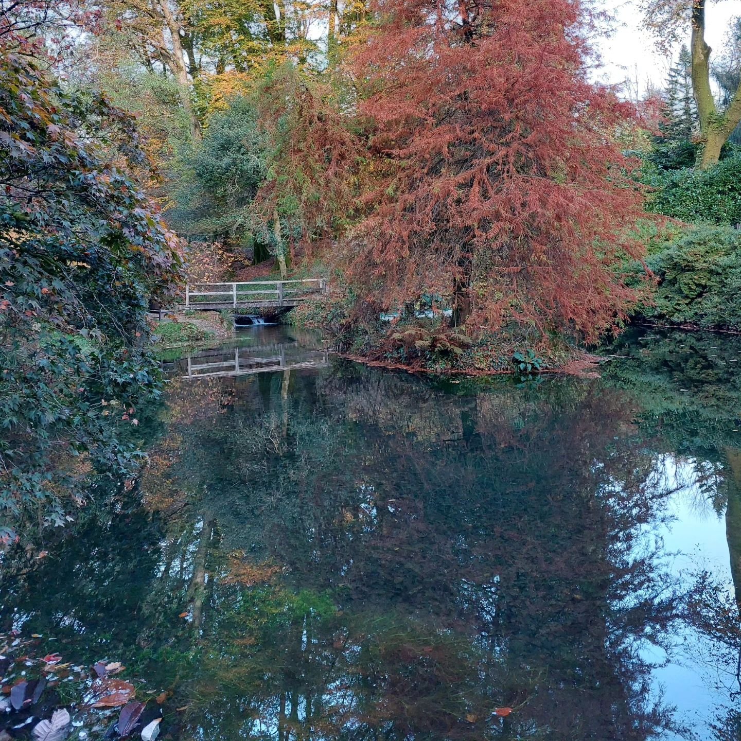 Lukesland's final opening of the year this Wednesday 13th November 11am to 5pm. The forecast is good and the colours are fantastic. Look forward to seeing you.

#devongardens #devon #devonlife #gardens #nationalgardenscheme #southhams #dartmoor #dart