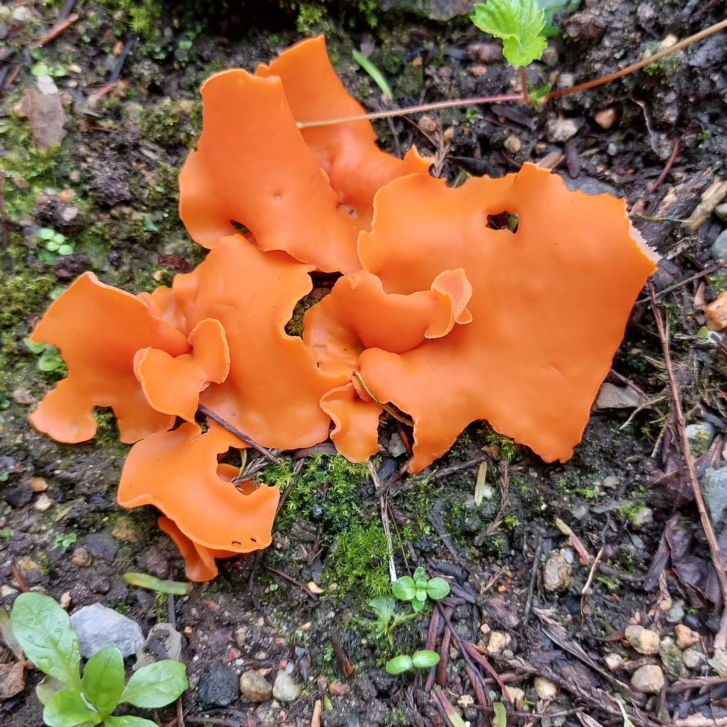 Fabulous fungi at Lukesland. Autumn is in the air , ready for our first opening on Sunday 5th October.  Full details at www.lukesland.co.uk 
#devongardens #devon #devonlife #gardens #nationalgardenscheme #southhams #dartmoor #dartmoornationalpark #he