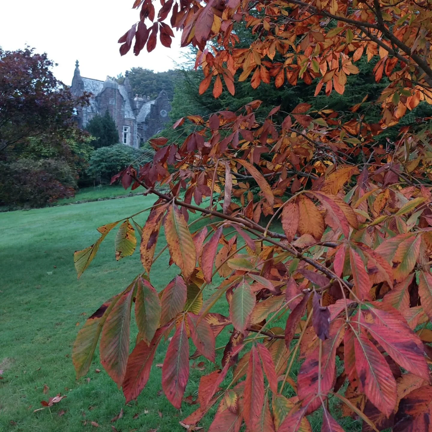 Lots of plants changing colour at Lukesland, ready for the start of our autumn openings on Sunday 5th October 11am to 5pm. Then on Wednesdays and Sundays till 16th November. Full details at www.lukesland.co.uk We look forward to welcoming you back!

