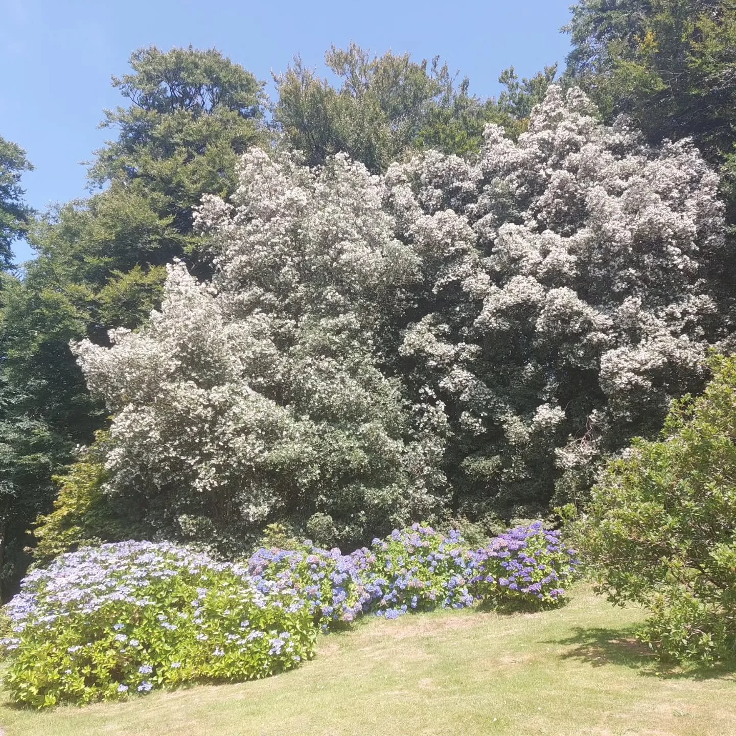 The eucryphias are stunning this year -  outside and in.