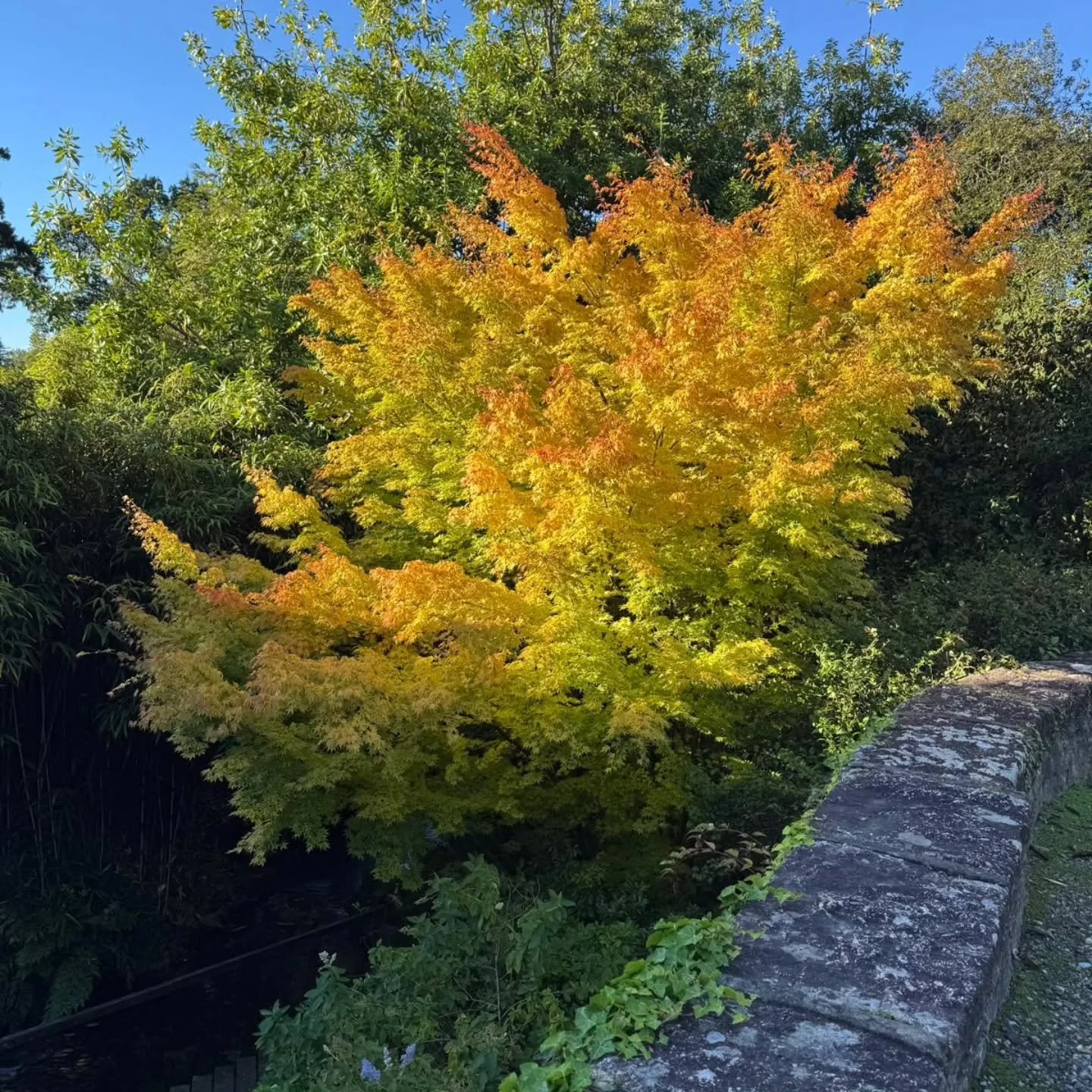 An early acer gearing up for the start of the autumn season at Lukesland  Gardens on October 5th. Full details at www.lukesland.co.uk