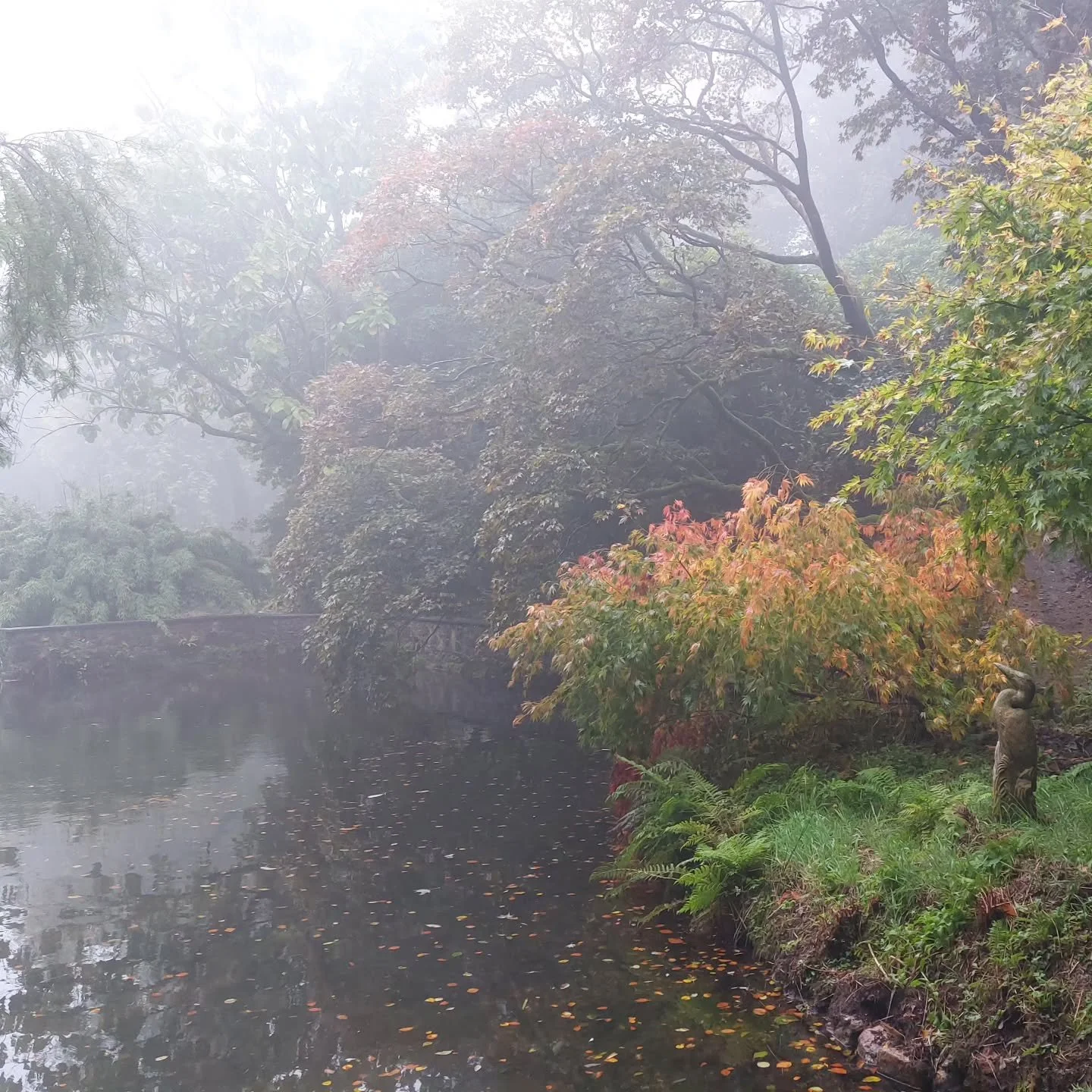 I love the softness of autumn - in all weathers. Lukesland starts its autumn season tomorrow 5th October 11am to 5pm. Full details at www.lukesland.co.uk 

#devongardens #devon #devonlife #gardens #nationalgardenscheme #southhams #dartmoor #dartmoorn