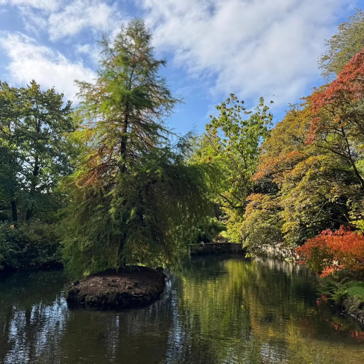 Sunny Sunday ahead! Come and enjoy the sights, sounds and scents of Lukesland Gardens in the autumn on Sundays and Wednesdays, 11 am to 5pm, till 16th November. Full details at www.lukesland.co.uk 

#devongardens #devon #devonlife #gardens #nationalg