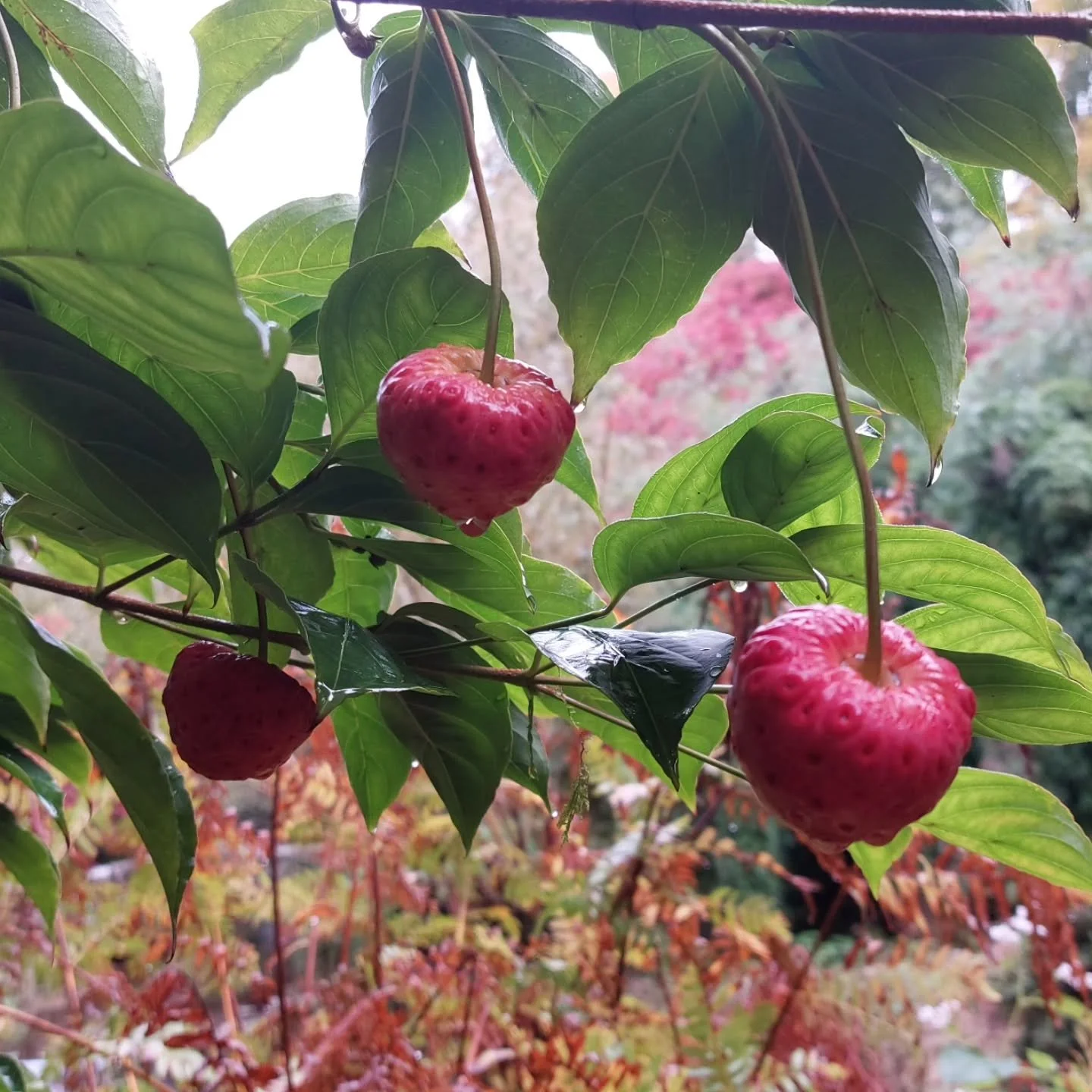 Fruits of Cornus kousa among the many autumn delights  at Lukesland Gardens, Ivybridge. Open on Sundays and Wednesdays 11am to 5pm till 16th November. Full details at www.lukesland.co.uk 
#devongardens #devon #devonlife #gardens #nationalgardenschem