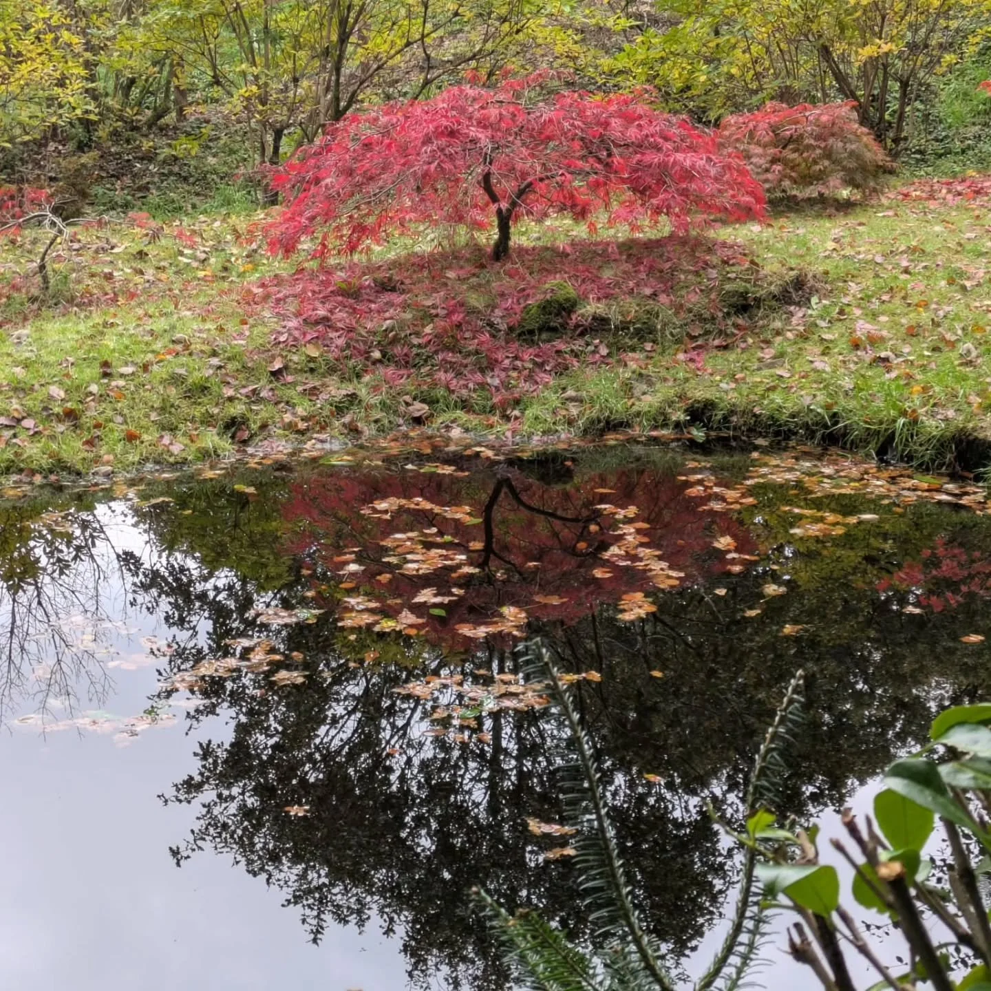Thanks to Mary Daly for these lovely photos of the garden, taken on Wednesday 22nd October.  Lukesland is open for autumn colour on Sundays and Wednesdays 11am to 5pm till 16th November. Full details at www.lukesland.co.uk 
#devongardens #devon #dev