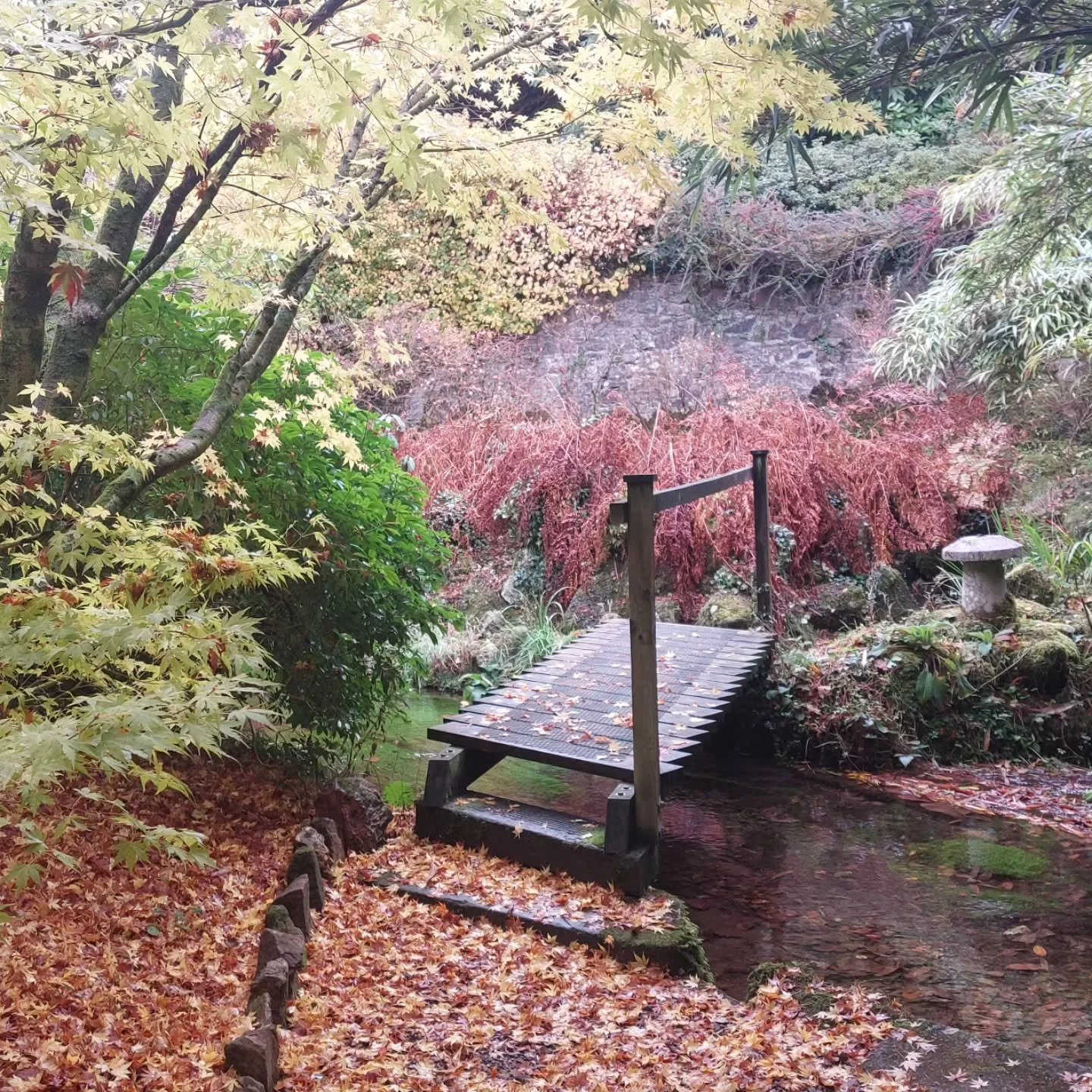Gorgeous autumn colour at Lukesland Gardens, Ivybridge. Garden and tea room are open on Sundays and Wednesdays 11am to 5pm till 16th November. FREE entry for children and dogs are welcome on a lead. Full details at www.lukesland.co.uk 
#devongardens