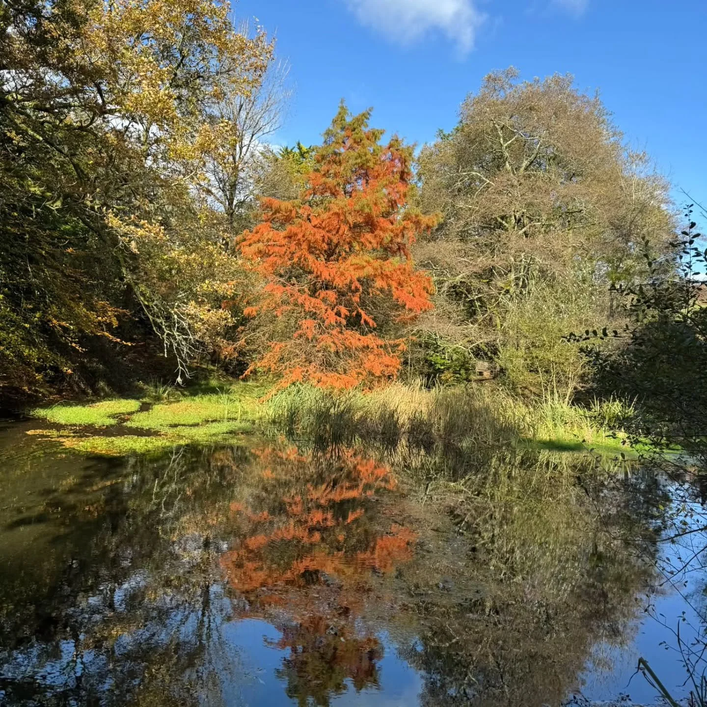 Beautiful reflection of the swamp cyprus on Lukesland's top pond, captured by our multi-talented gardene Penny Miotla. Lukesland Gardens and tea room continue their Autumn openings on Sundays and Wednesdays 11am to 5pm till 16thNovember. Under 16's c