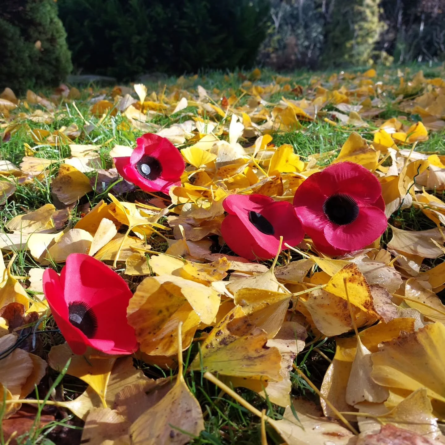 Remembering all those who gave and give and will give their todays for others' tomorrows. Come and reflect in peace at Lukesland Gardens on Remembrance Sunday 9th November 11am to 5pm: www.lukesland.co.uk 

#devongardens #devon #devonlife #gardens #n