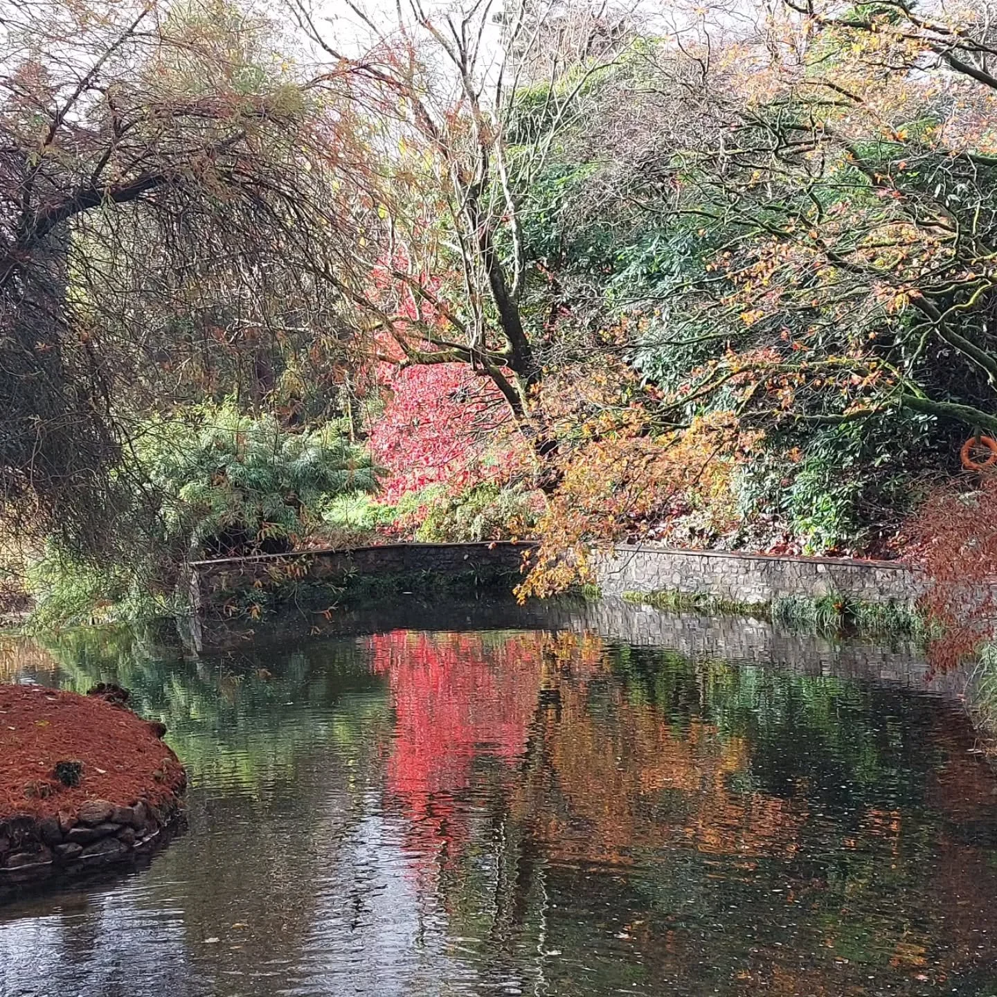 At Lukesland Gardens, Ivybridge, it's not all over yet! Still lovely autumn tints for our last opening of the year from 11am to 5pm on Sunday 16th November. 0Full details at www.lukesland.co.uk 
#devongardens #devon #devonlife #gardens #nationalgarde