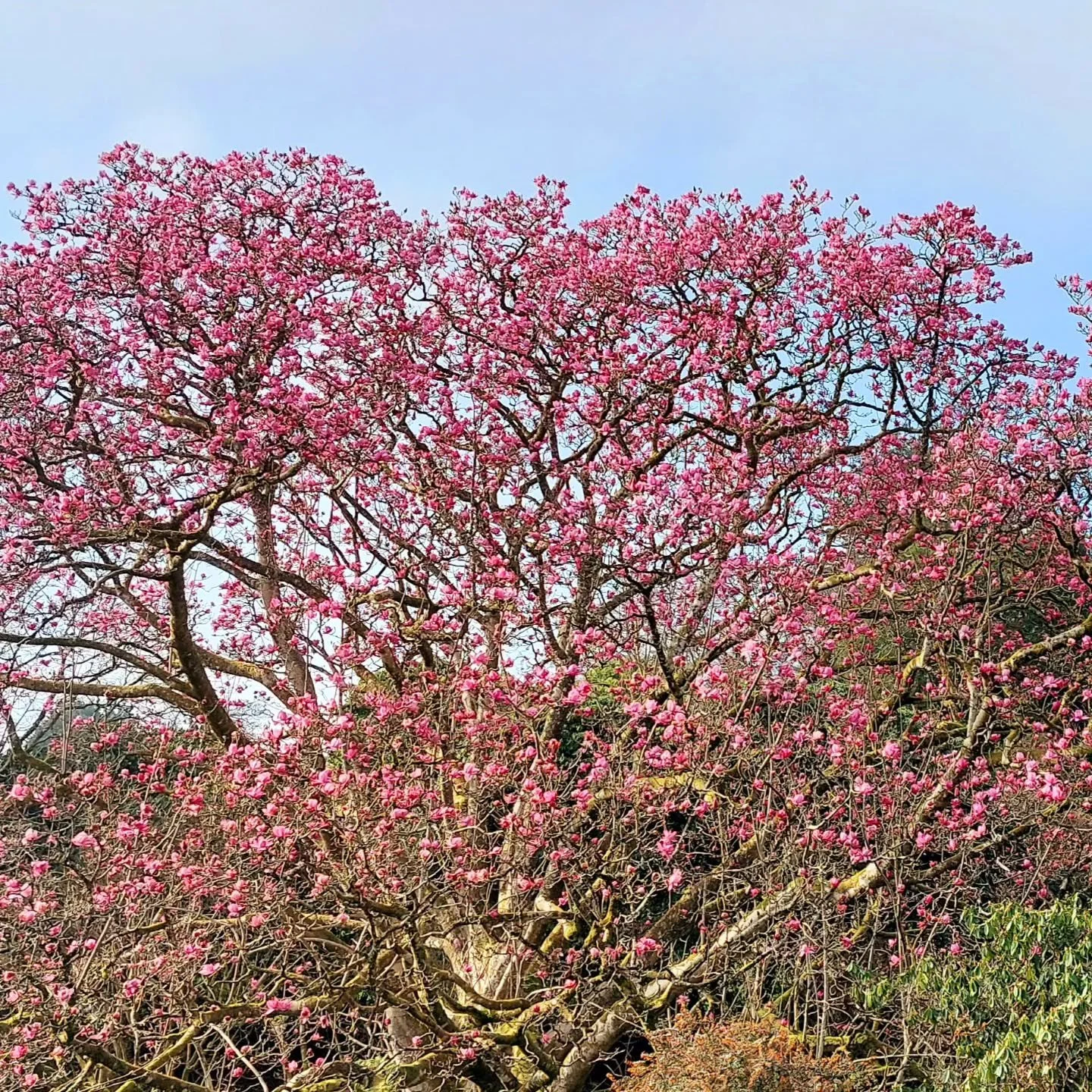 90 years old and still totally amazing! Lukesland's huge Magnolia campbellii is looking lovely,  and we've decided to open a week early to make sure you get a chance to see  her 'in the pink'! So we are opening from this Sunday 8th March 11am to 5pm,