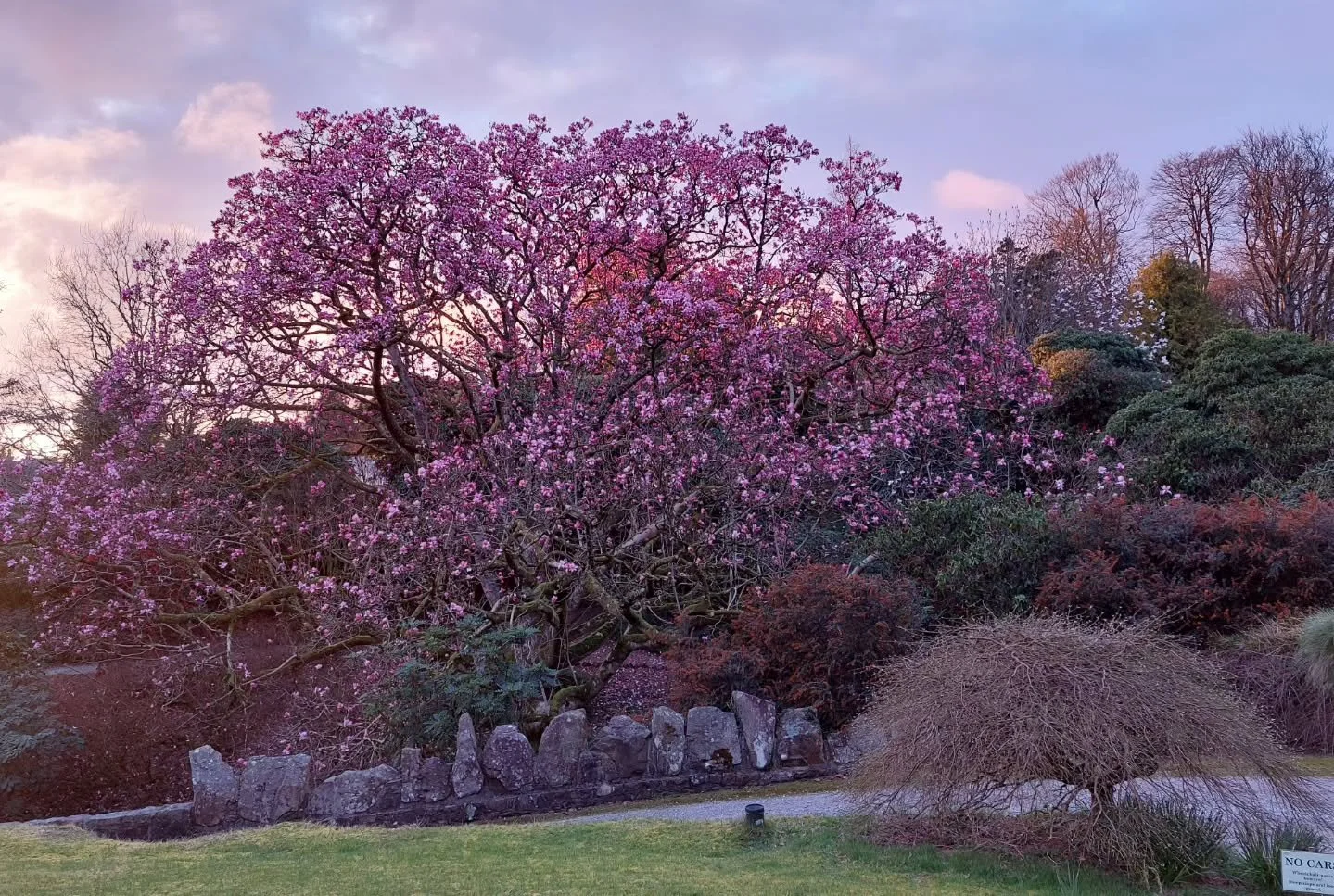 Evening light at Lukesland. All the early Spring trees and shrubs are having a wonderful flowering. Lukesland is open 11am to 5pm on Wednesday 11th and Sunday 15th March, then on Sundays, Wednesdays and Bank Holidays till 7th June. Full details at ww