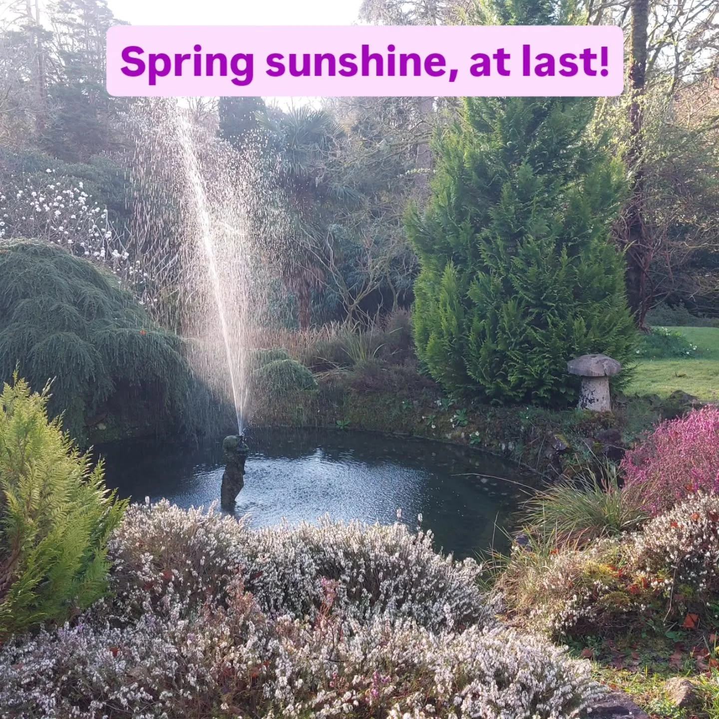 At last we have a forecast of some dry settled weather, perfect for enjoying the early Spring flowering at Lukesland Gardens, Ivybridge. Open on Suns, Weds and Bank Hols 11am to 5pm till 7th June. Full details at www.lukesland.co.uk