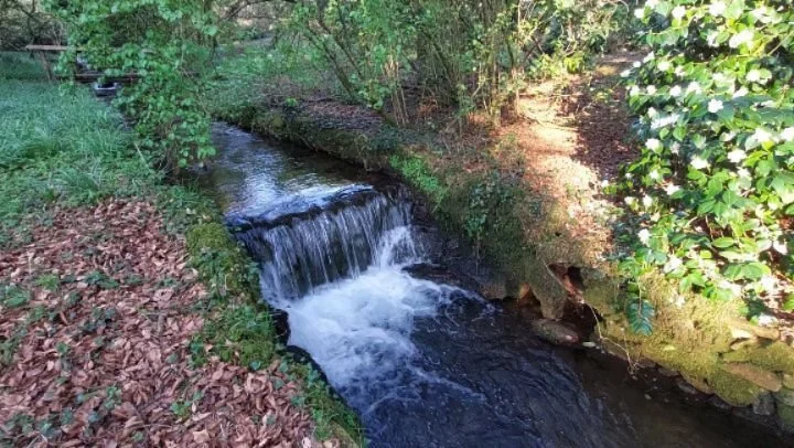 Spring equinox sunshine bringing everything out at Lukesland Gardens, Ivybridge. Open on Suns, Weds and Bank Holidays 11am to 5pm till 7th June.  Full details at www.lukesland.co.uk