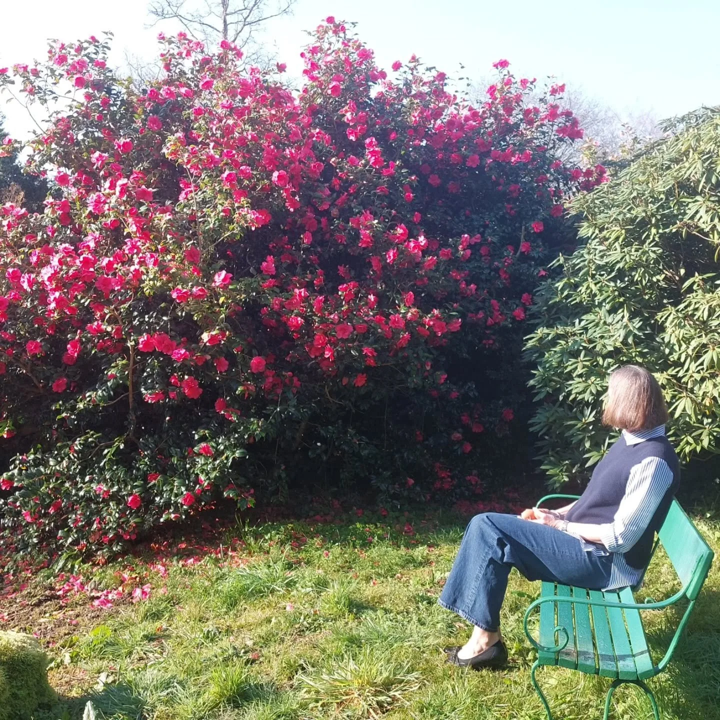 A visitor to Lukesland enjoying the warm Spring sunshine and wonderful early flowering this March. Lukesland Gardens are open on Suns, Weds and Bank Hols 11am to 5pm till 7th June. Full details at www.lukesland.co.uk