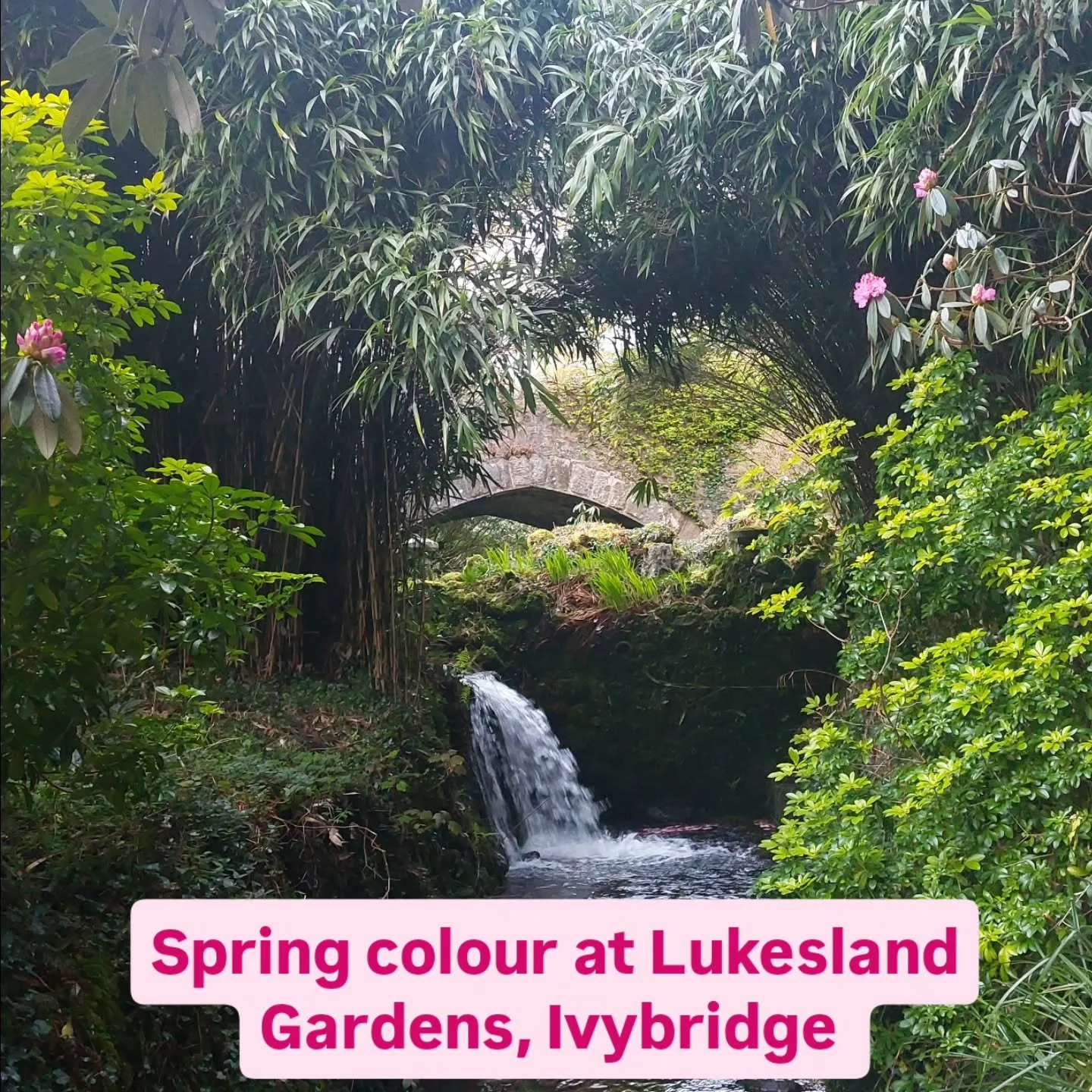 More and more colour showing every day at Lukesland Gardens, Ivybridge. Open on Suns, Weds and Bank Hols 11am to 5pm till 7th June. Full details at www.lukesland.co.uk