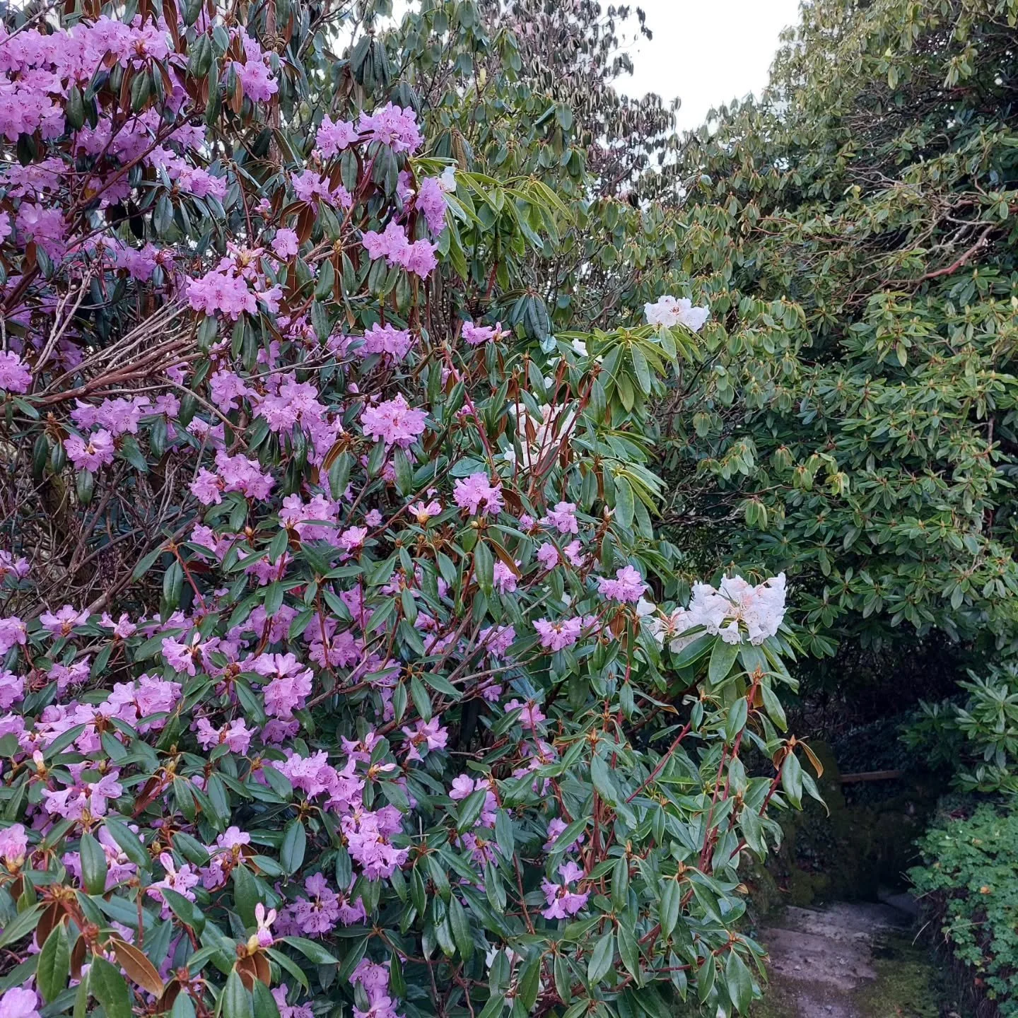Wonderful Spring colour at Lukesland Gardens, Ivybridge, for the Easter weekend. Open 11am to 5pm on Good Friday, Easter Day and Easter Monday then on Wednesdays, Sundays and Bank Holidays till 7th June. Full details at www.lukesland.co.uk 
##devonga