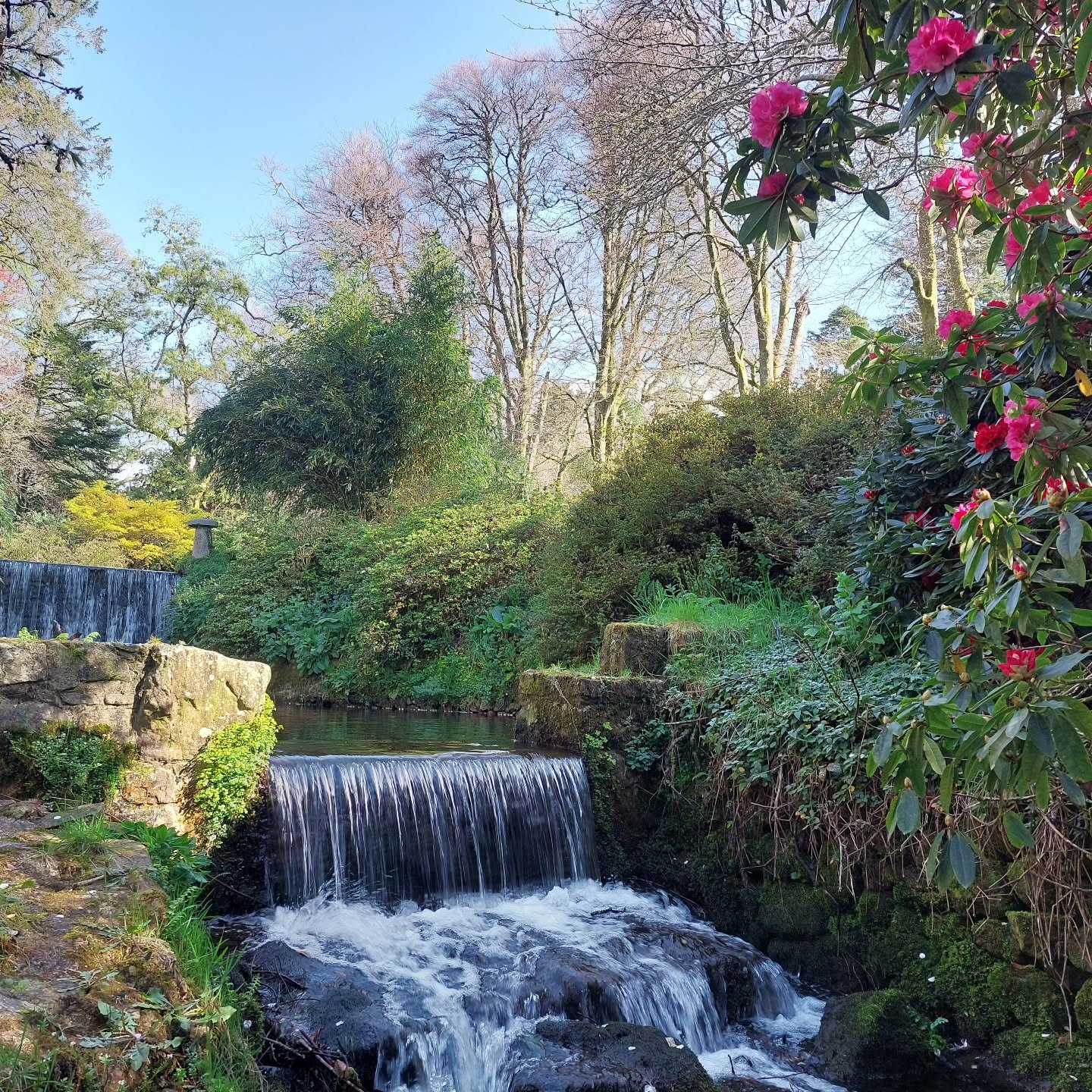 A wonderful day for a stroll in a beautiful place.  Lukesland Gardens and tea rom are open today, Easter Monday from 11am to 5pm, then on Wednesdays, Sundays and Bank Holidays till 7th June. Full details at www.lukesland.co.uk
#bankholiday #devongard