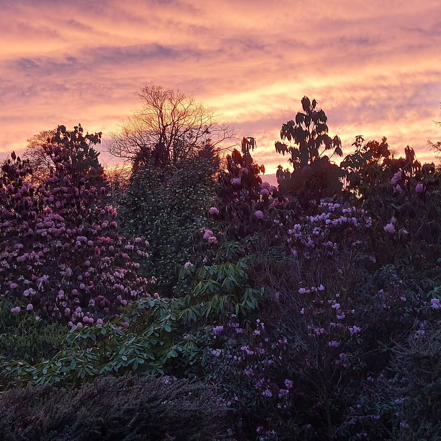 50 shades of pink  at Lukesland Gardens, Ivybridge. Wonderful display of rhododendrons at the moment. Lukesland is open 11am to 5pm on Sundays, Wednesdays and Bank Holidays till 7th June. Full details at www.lukesland.co.uk 
#devongardens #bbcspotlig
