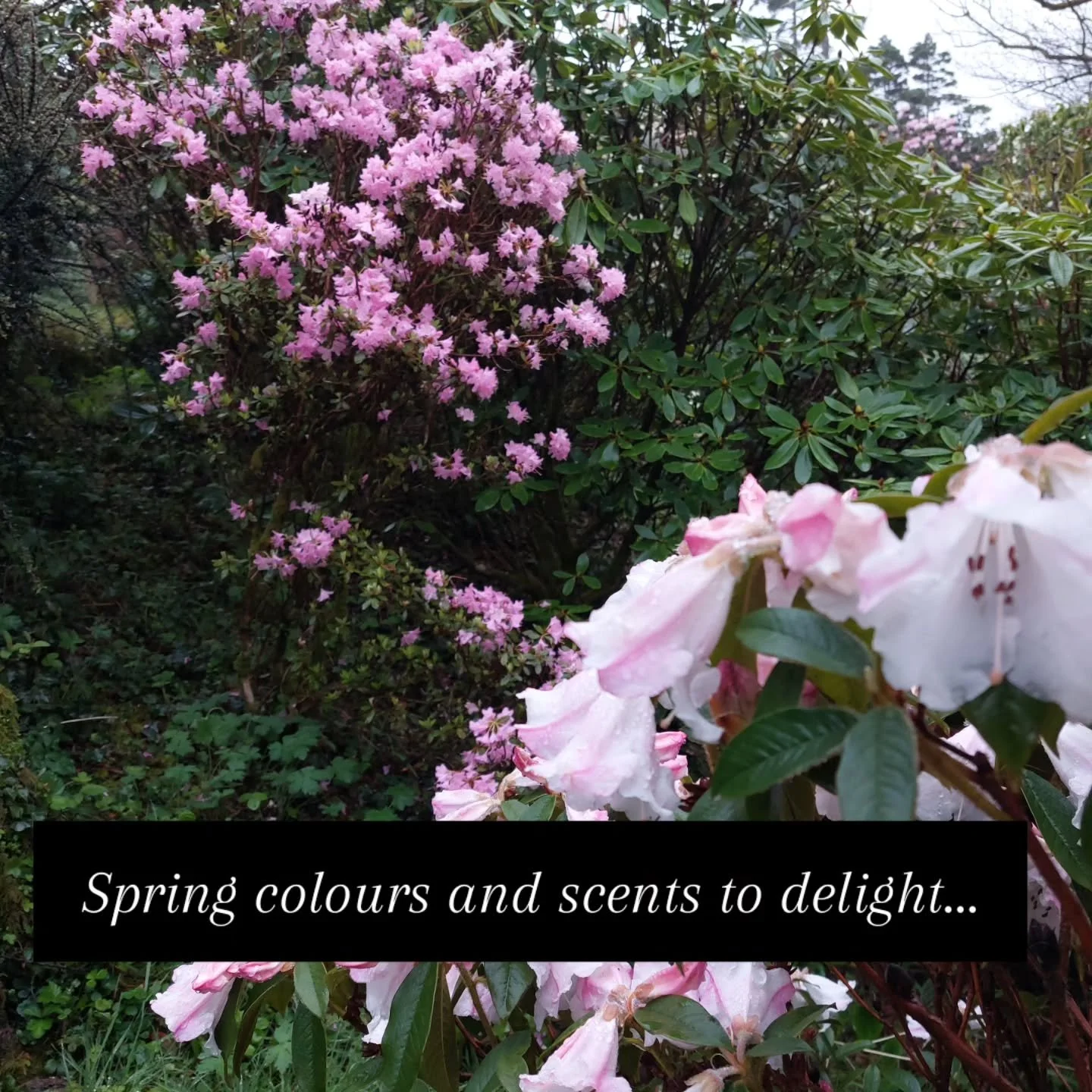 Spring is in full flush at Lukesland Gardens - colours, perfumes and birdsong. Absolutely stunning whatever the weather. The garden and tea room are open on Sundays, Wednesdays and Bank Holidays 11am to 5pm till 7th June. Full details at www.lukeslan