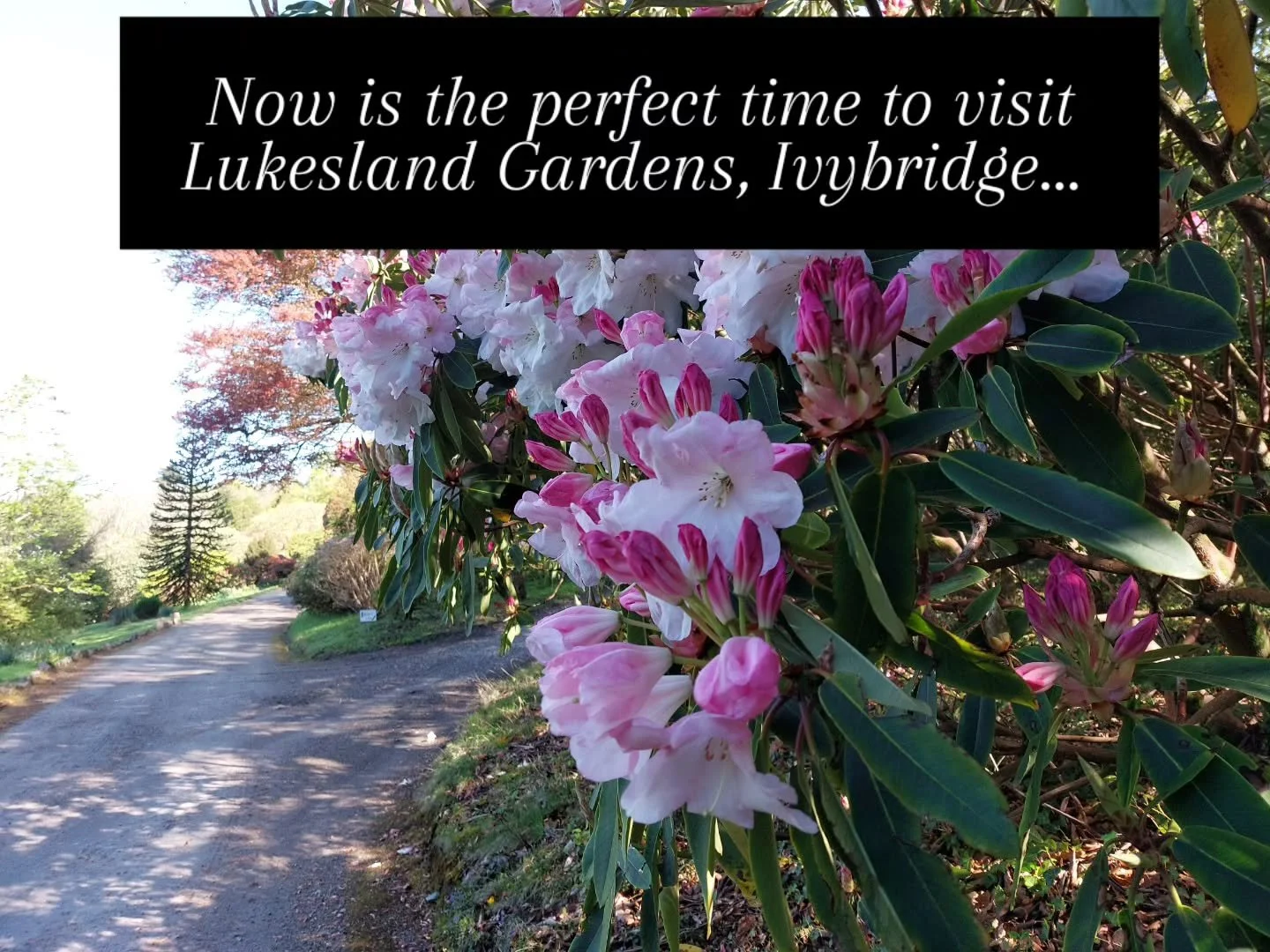 This is the perfect time to visit Lukesland Gardens, Ivybridge. All the plants are looking stunning and the sky is blue! Open on Sundays, Wednesdays and Bank Holidays 11am to 5pm till 7th June. Full details at www.lukesland.co.uk