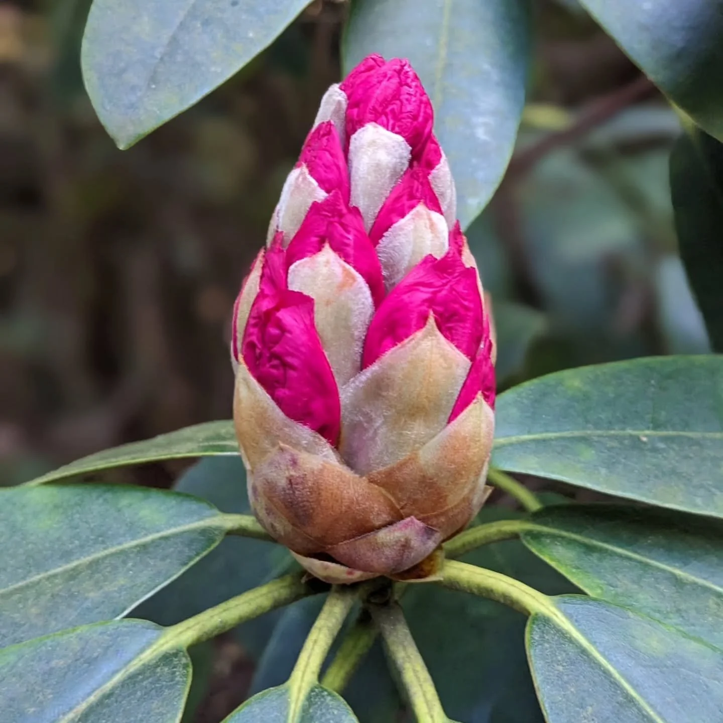 Thanks to Hope Buzza @tothewoodsfs for these beautiful photos of Lukesland