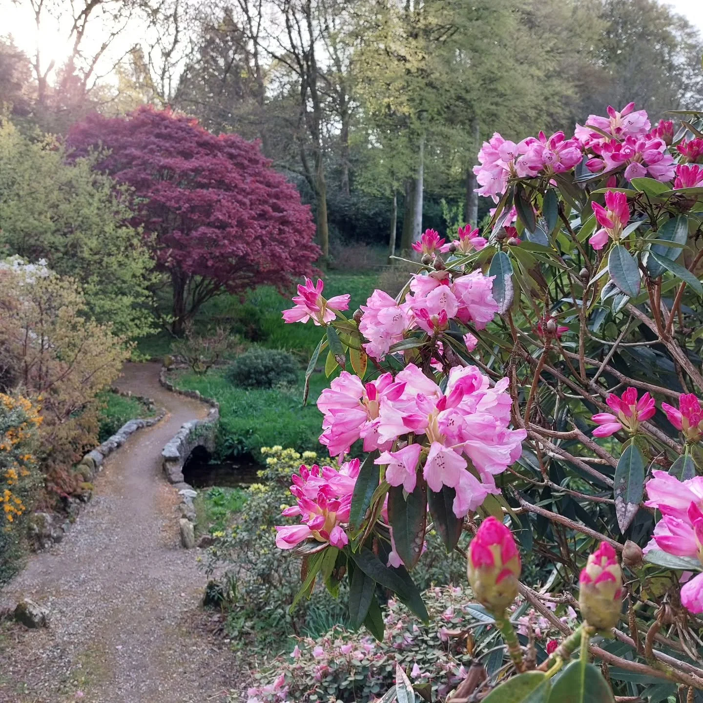 Lukesland Gardens, Ivybridge, in full colour just now. Don't miss this stunning display of colour, scent and sound. Open 11am to 5pm on Sundays, Wednesdays and Bank Holidays till 7th June.  Full details at www.lukesland.co.uk #devongardens #devonlife