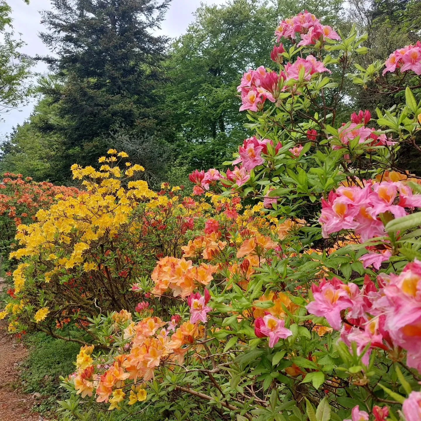 It's a phenomenal flowering year at Lukesland Gardens, Ivybridge.  Come and enjoy the incredible colours and scents in the peaceful garden over the Bank Holiday weekend - open Sunday 3rd and Monday 4th May 11am-5pm. Full details at www.lukesland.co.u