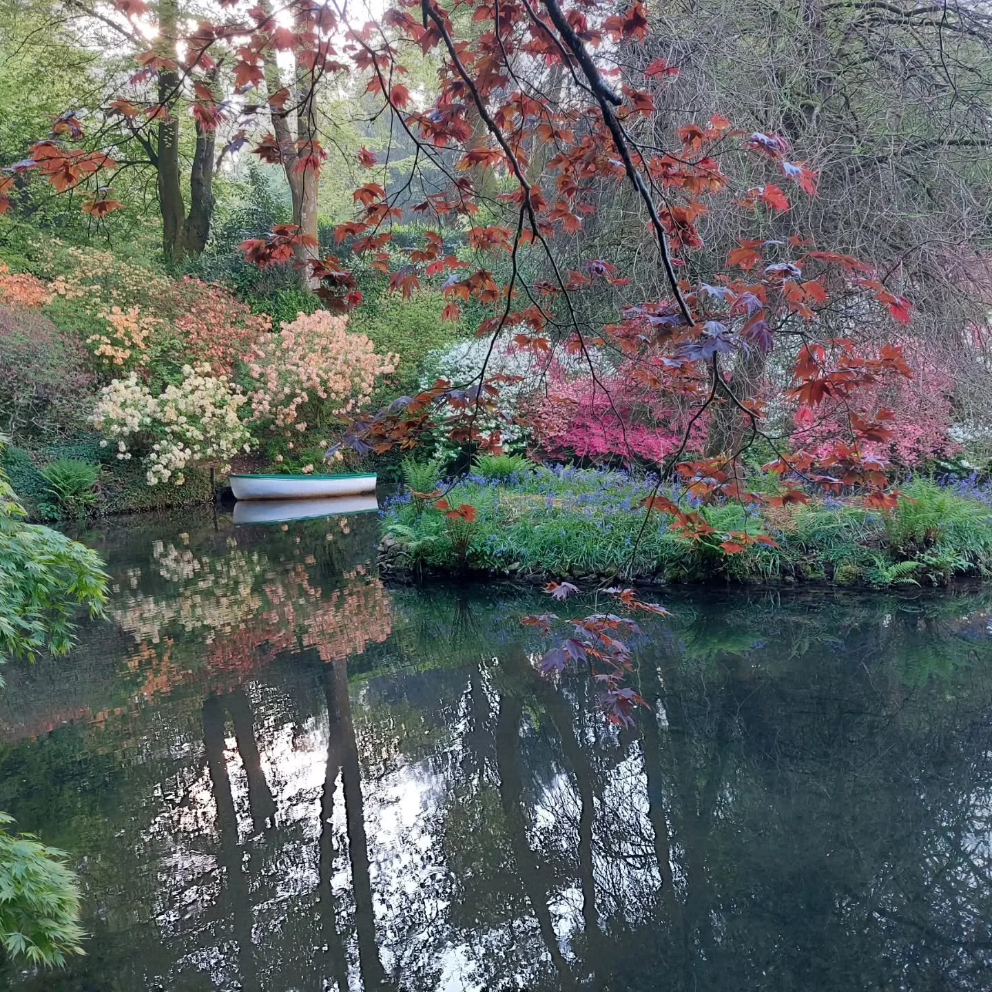 Magical May morning at Lukesland Gardens today, with luminous colours and delicate reflections. We're just baking a fresh lemon drizzle cake for the tea room - see you soon, 11am-5pm today!

#devongardens #springflowers #reflections #plymouthlife
