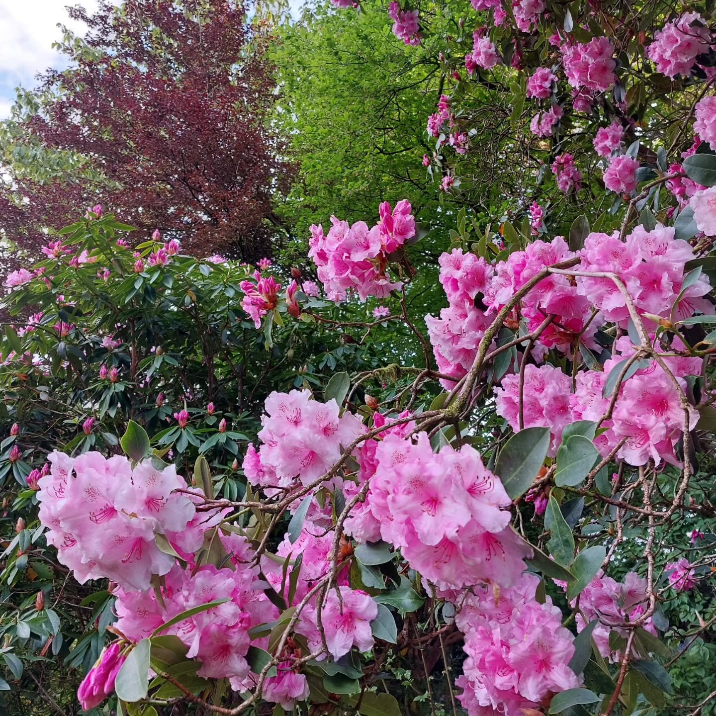 I can't help thinking that this year's fantastic flowering at Lukesland is somehow the garden paying tribute to Rosemary, my late mother in law, who, with her husband Brian, did so much of the planting that we enjoy today.
Lukesland is open on Sunday