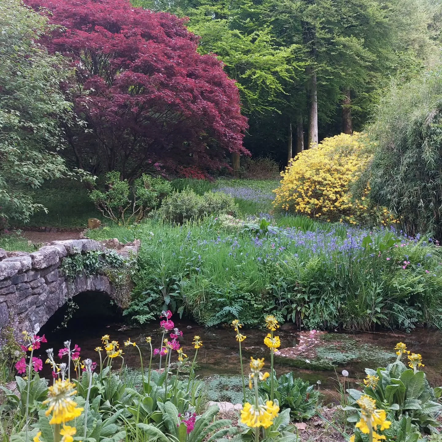 Candelabra primula just coming into flower against a backdrop of bluebells, camassias, scented yellow azaleas and a clear Dartmoor stream -  new delights round every corner at Lukesland Gardens, Ivybridge. Open Sundays, Wednesdays and Bank Holidays 1