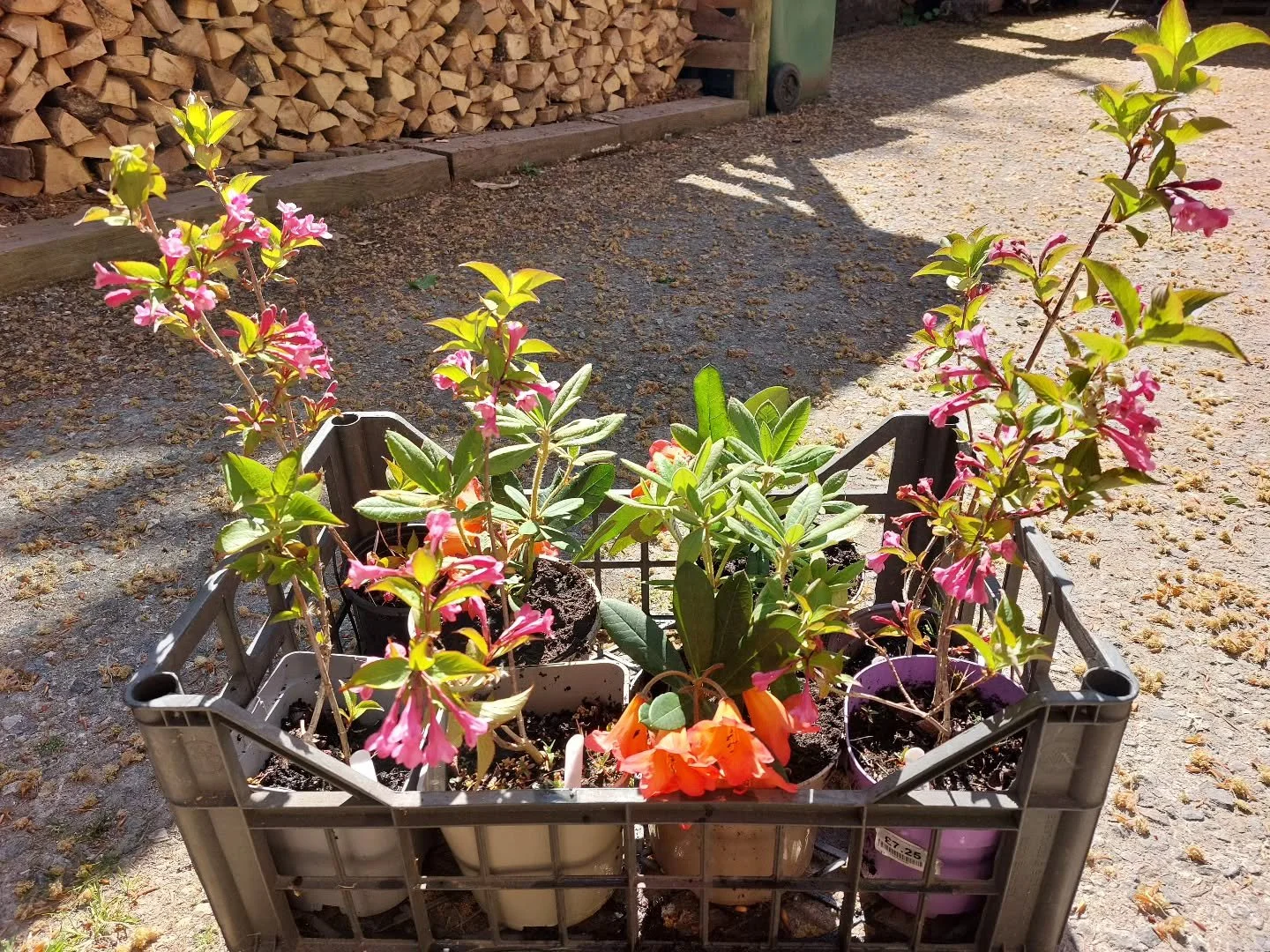 Plants for sale at Lukesland Gardens too! Home grown Weigela and beautiful orange Rhododendron Medusa