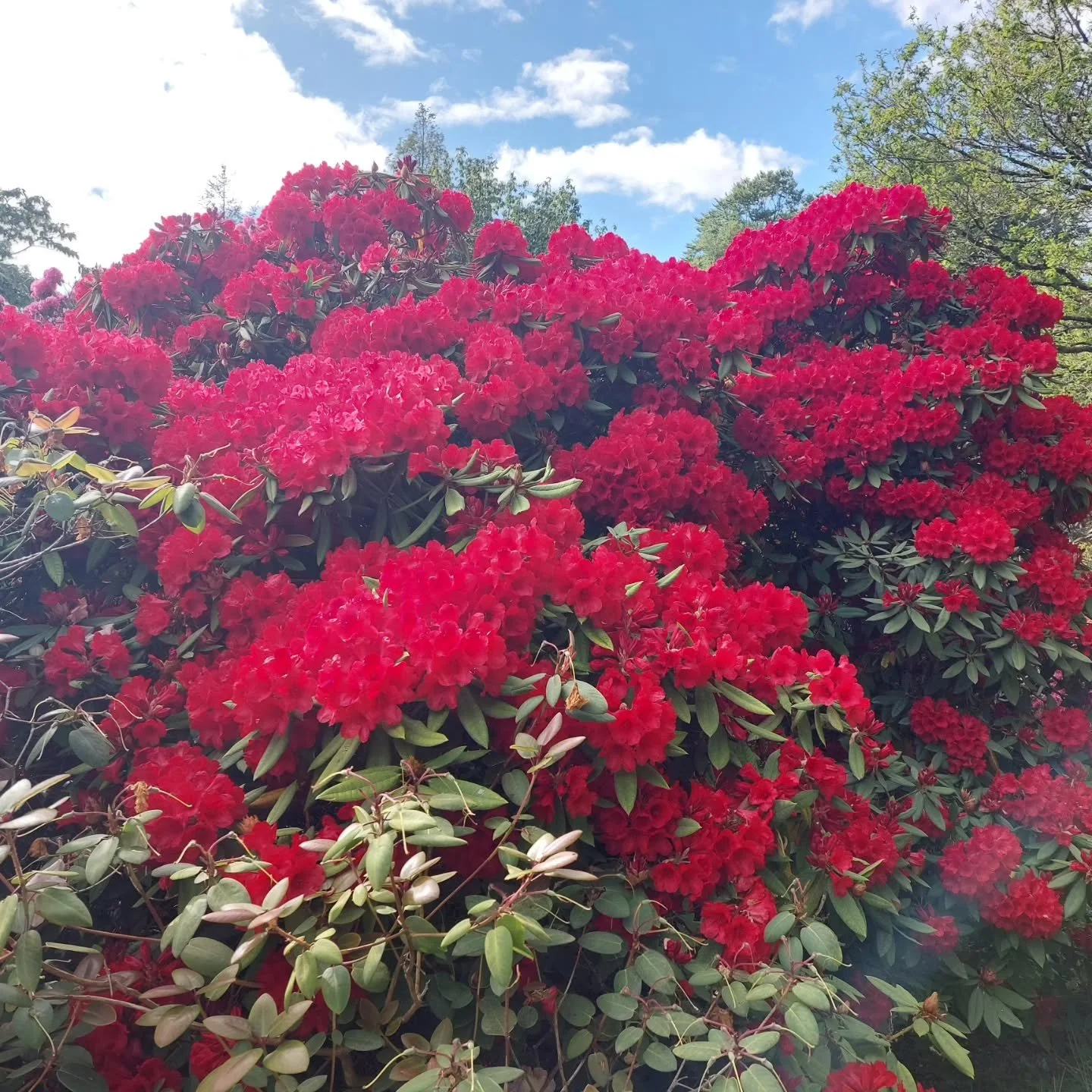 One of my favourite rhododendrons at this time of year. A deep red that is absolutely dazzling in the sunshine. Particularly good this Spring, like everything else.
Lukesland Gardens and tea room are open on Sundays, Wednesdays and Bank Holidays 11am