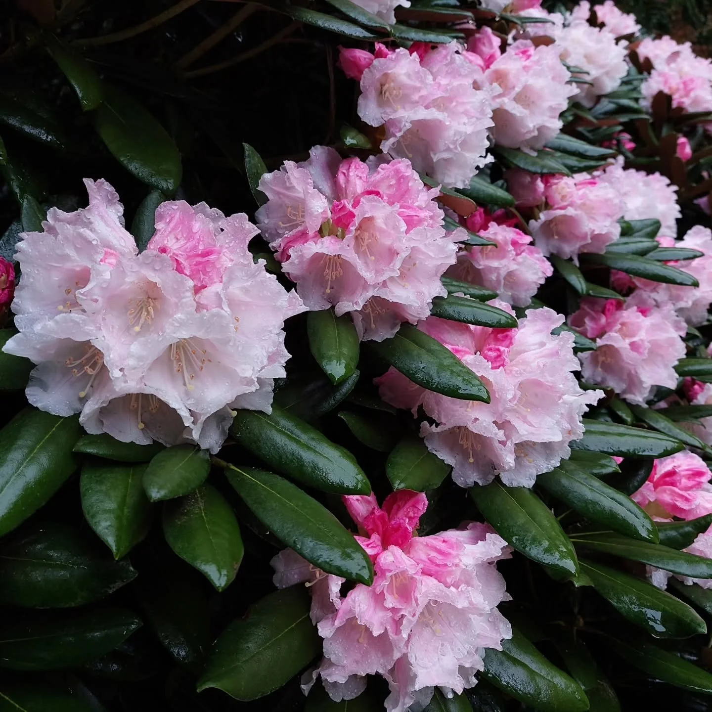 So much out now at Lukesland Gardens, including the huge handkerchief trees and late rhododendrons.  And still lots more to come. Open on Sundays, Wednesdays and Bank Holidays 11am to 5pm till 7th June.  Full details at www.lukesland.co.uk #devongard