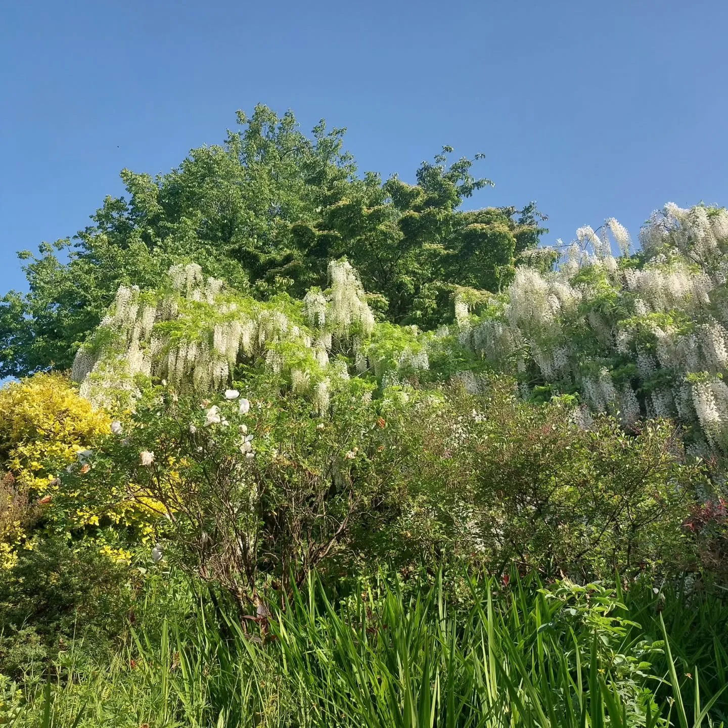 Best of all worlds at Lukesland Gardens, Ivybridge for the Bank Holiday and half term:  sunshine, glorious colour and exotic  perfumes but also lots of cool shade by the stream and ponds. Open 11am to 5pm Monday 25th May, then on Wednesdays and Sunda